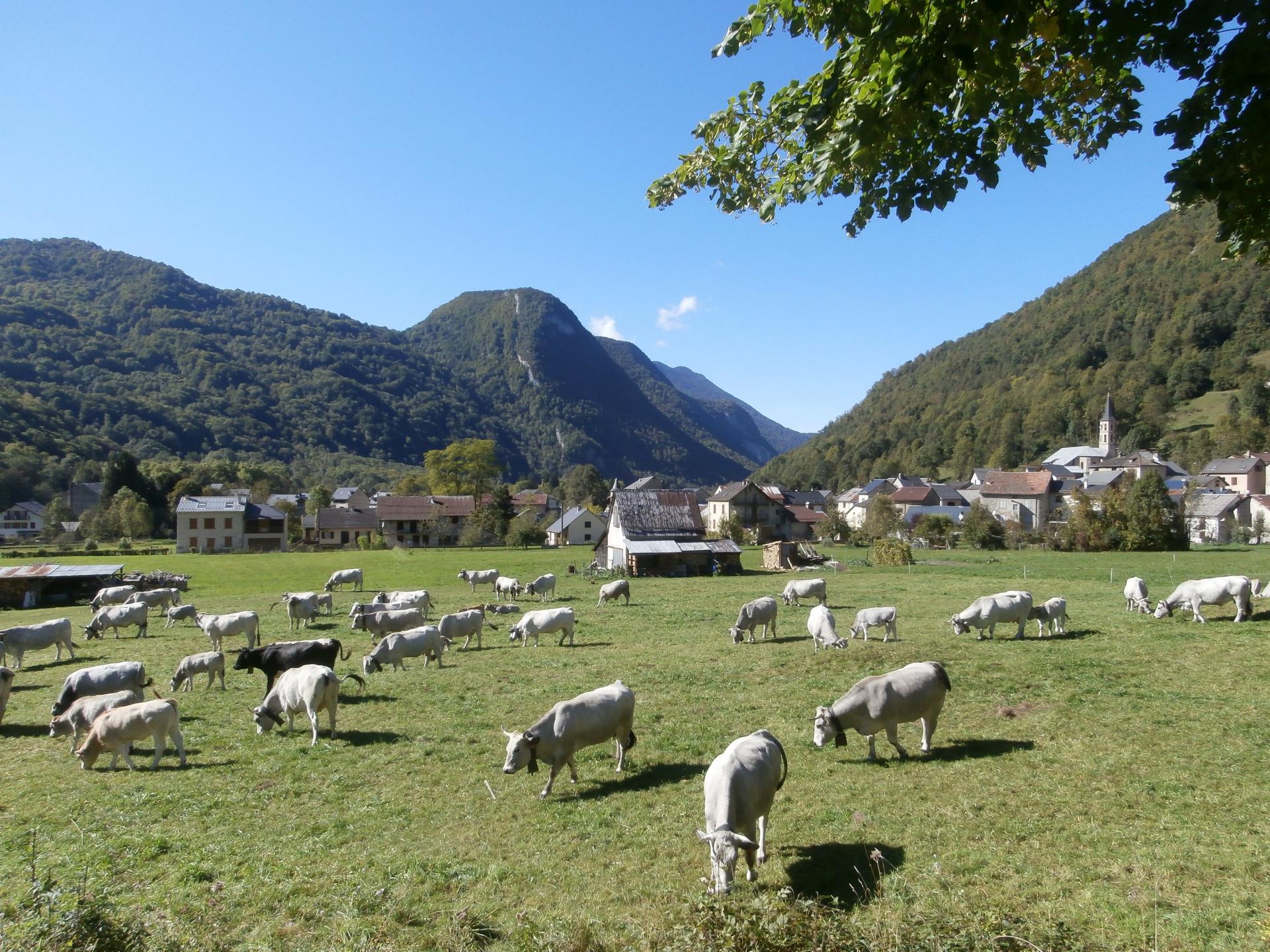 Moutons (Aulus les Bains, Ariège)