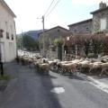 Transhumance  à Goudet (Haute Loire)