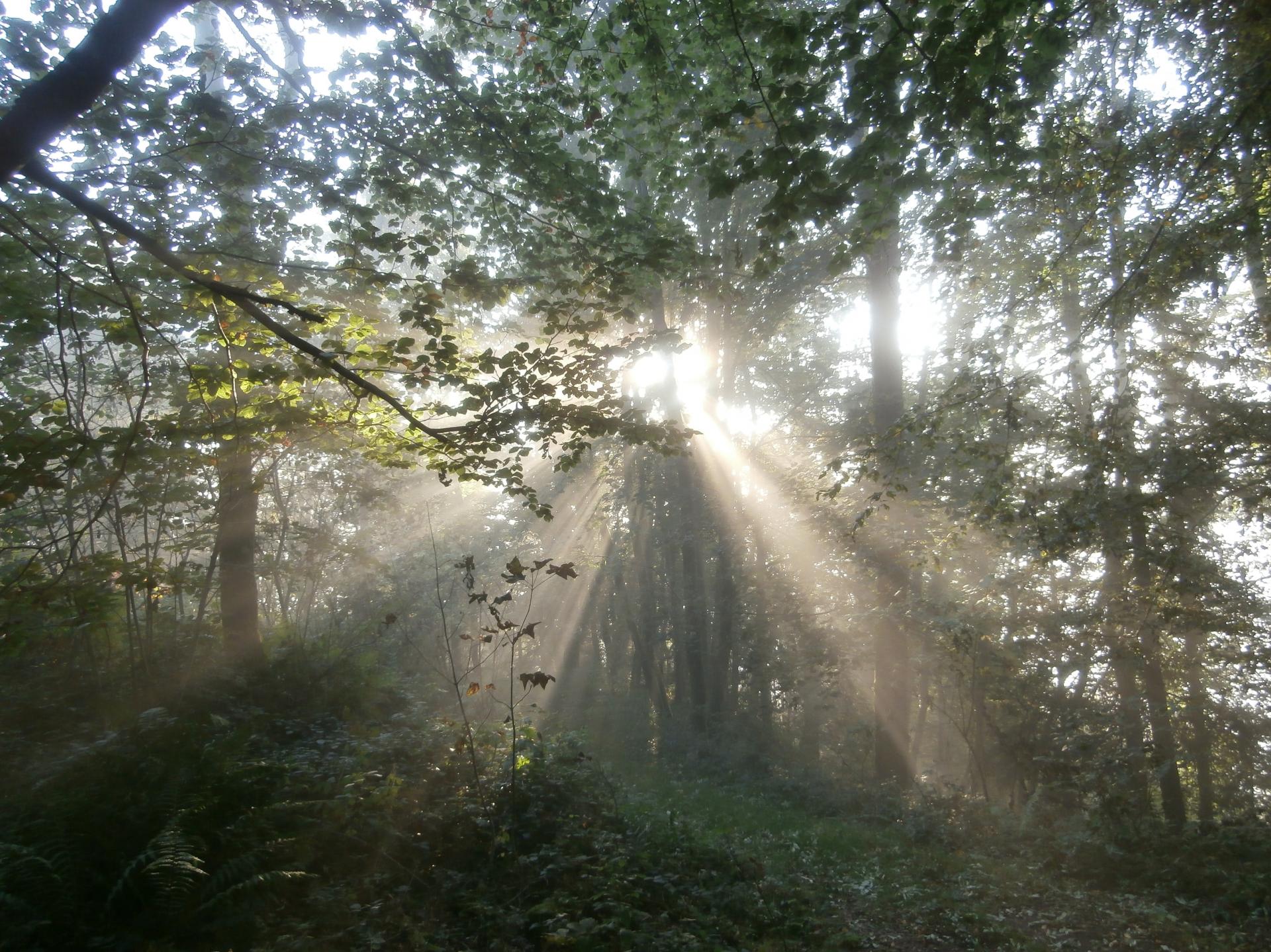 projecteur en forêt