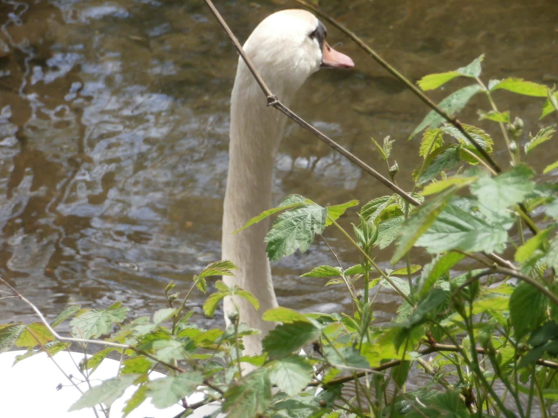 Cygne (Lasauvage, Meurthe & Moselle)