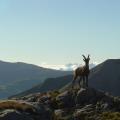 Chamois crépuscule