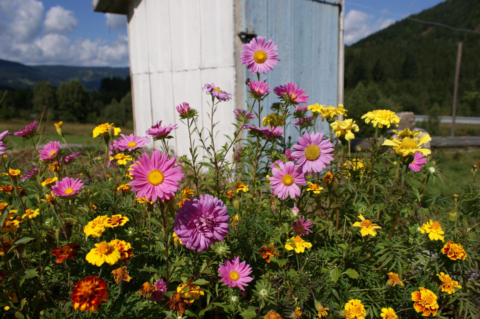  la Cabane (Fleurie) au Fond du Jardin