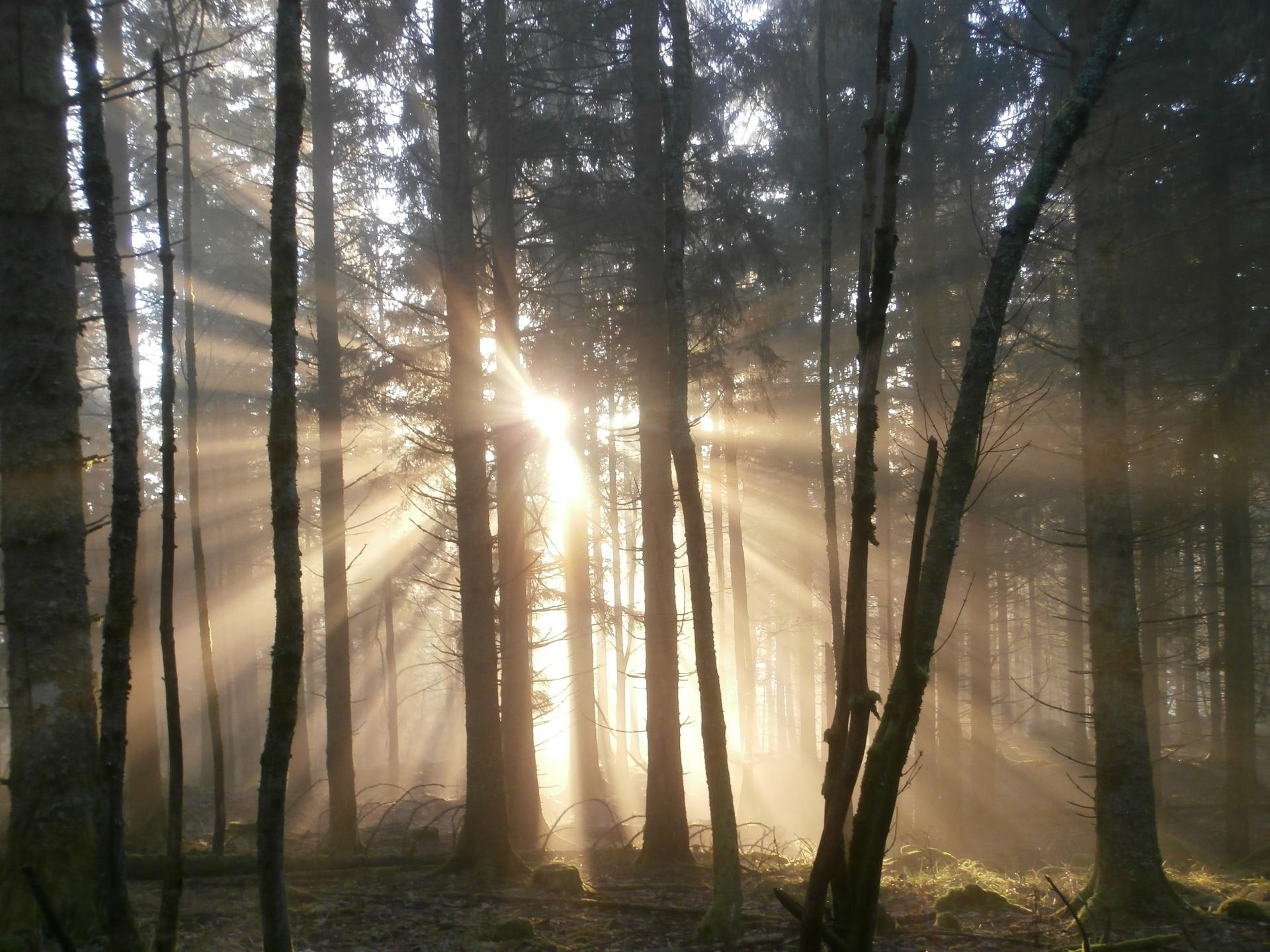 Forêt de Rochesson (Vosges)