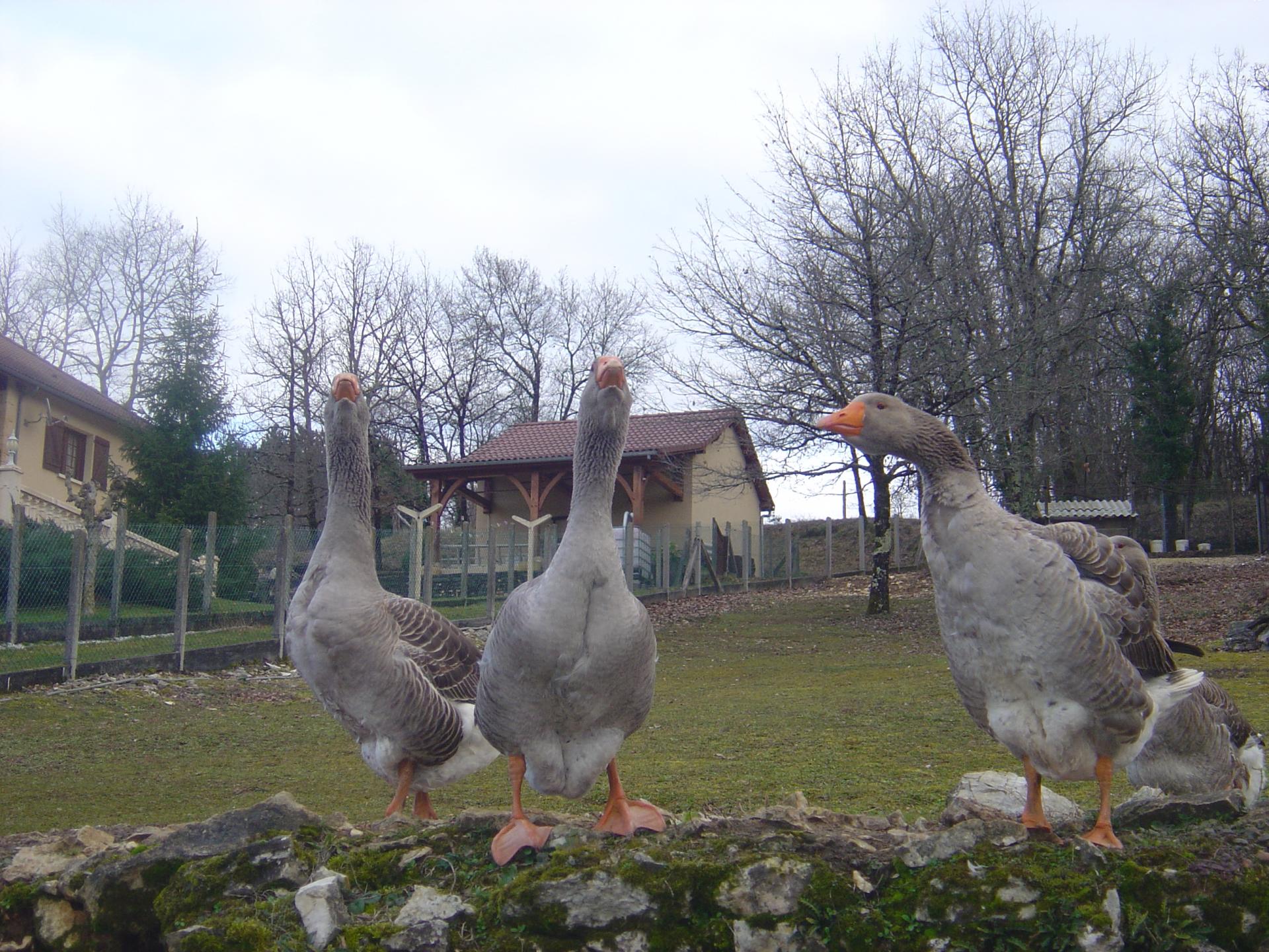 Gardiennes
