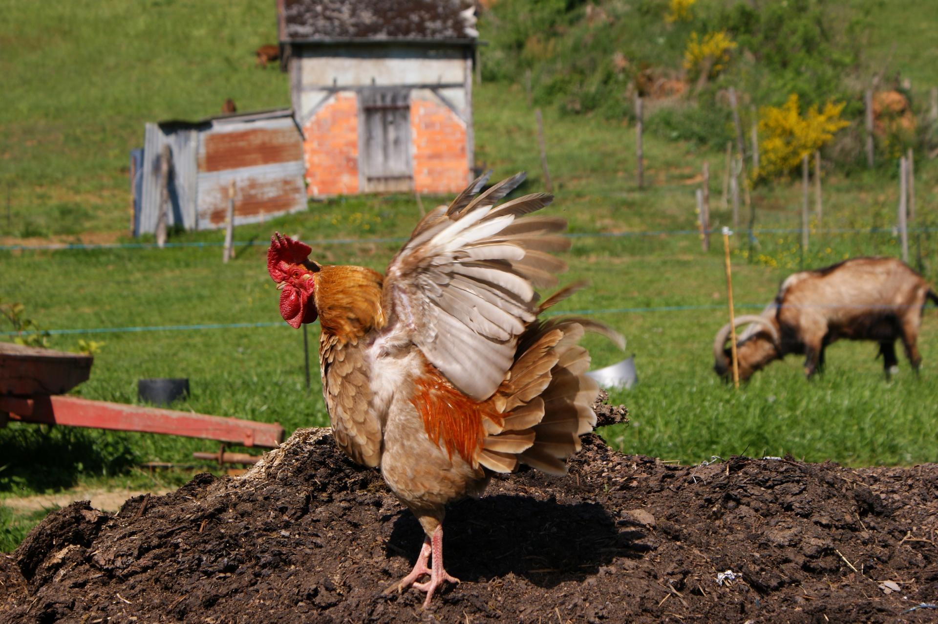 Coq de Juillac (Corrèze)