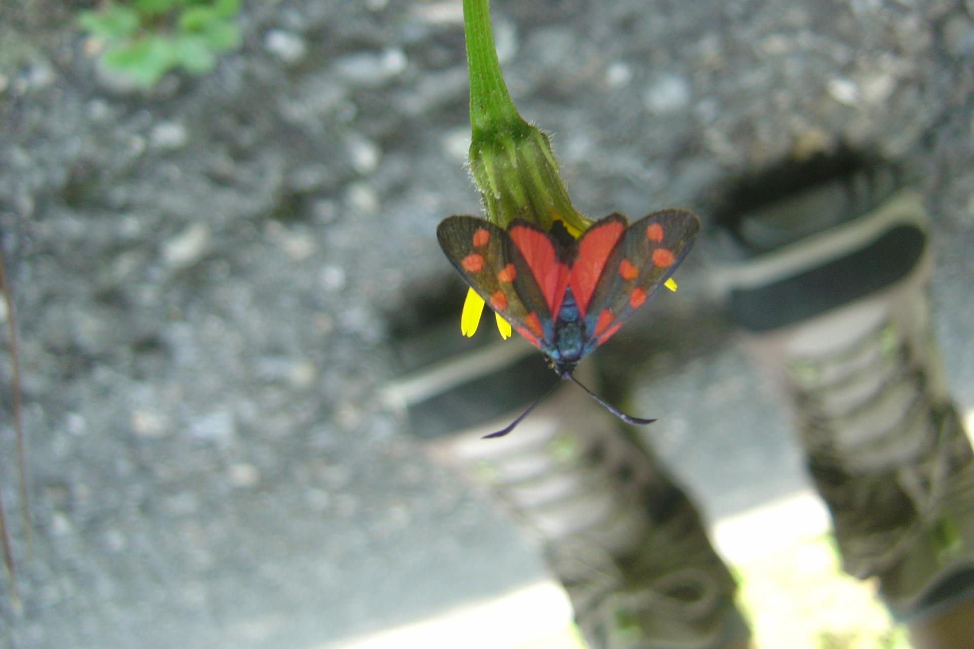 Papillon by Emelyn