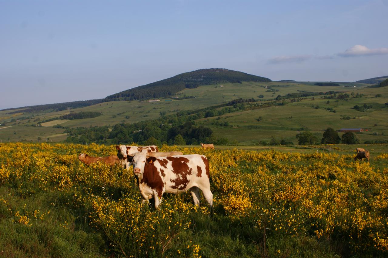 Vache sur la lande (Haute Loire)