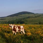 Vache sur la lande (Haute Loire)