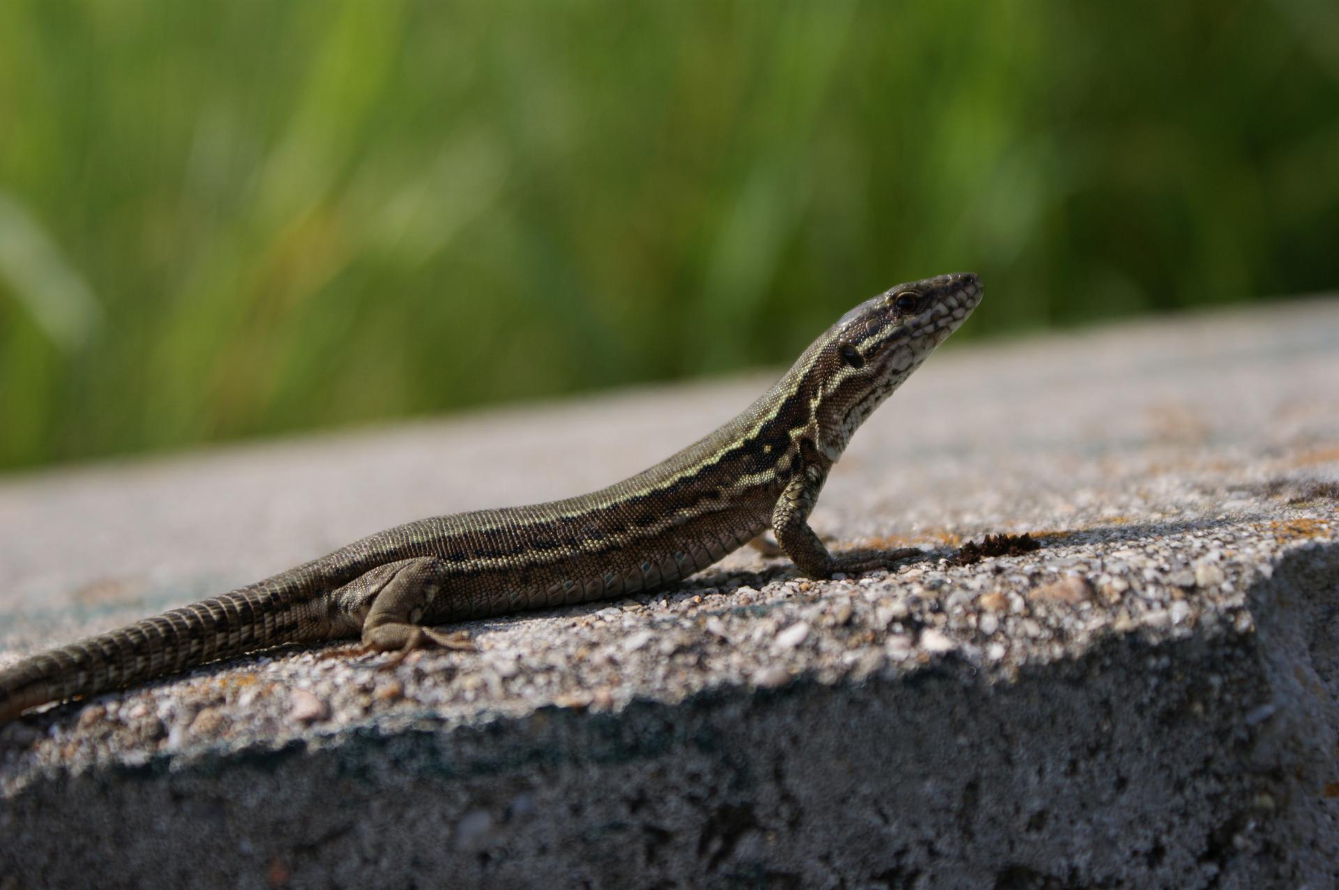 Lézard