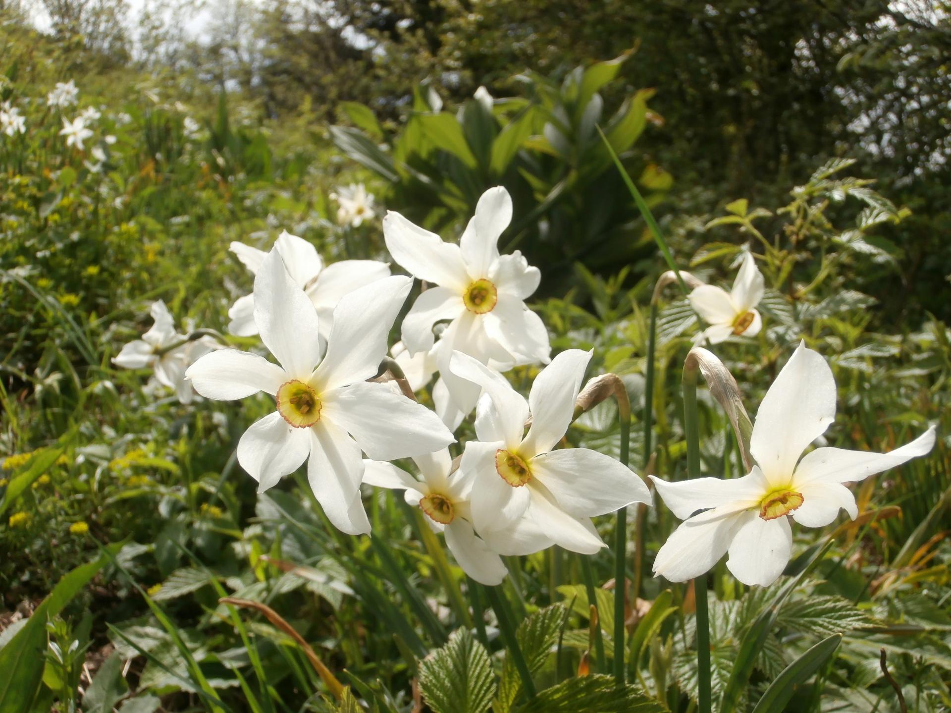 Narcisses (Sur Lyan, Ain)