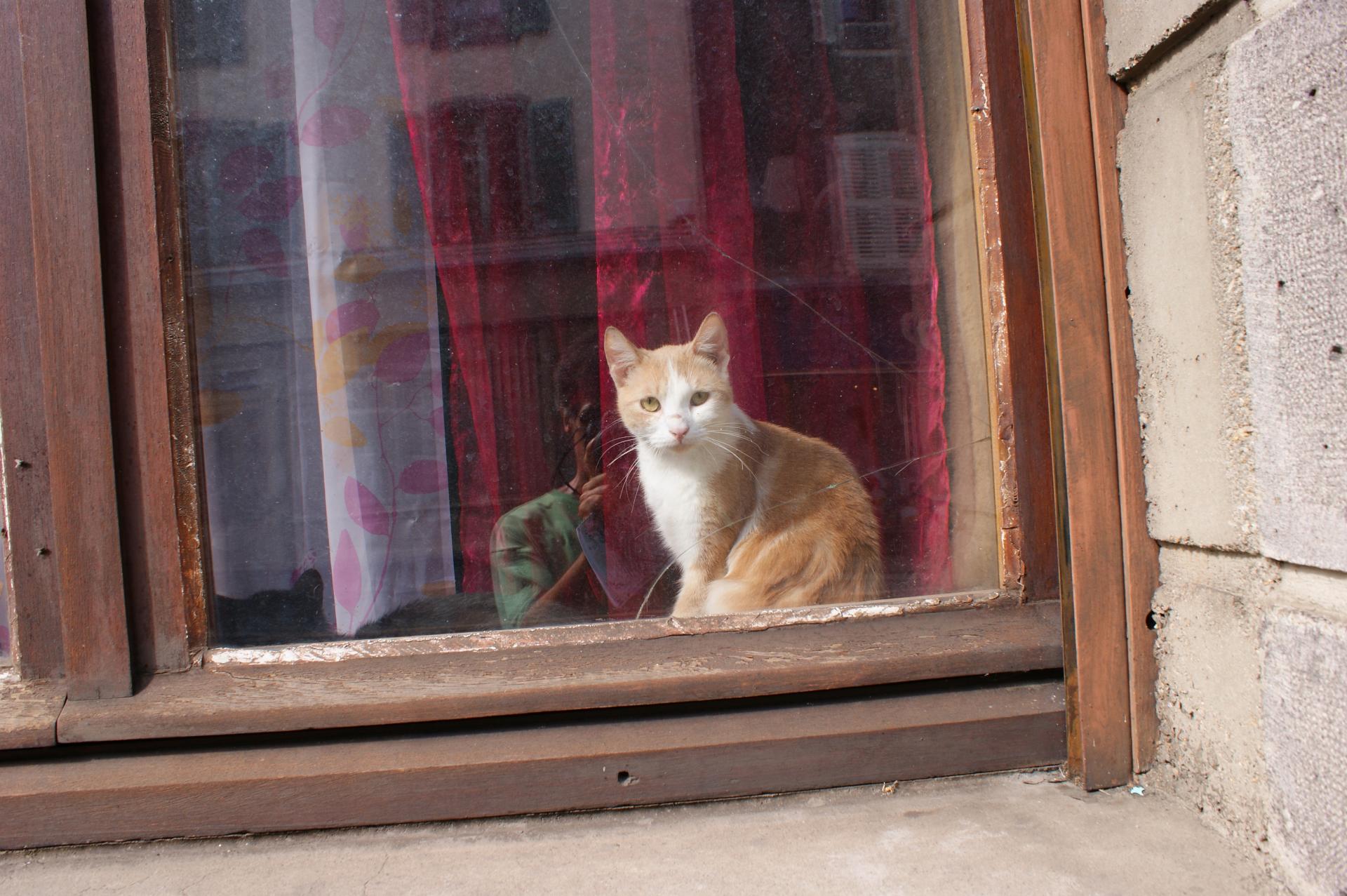 (Combien pour ce)Chat dans la Vitrine