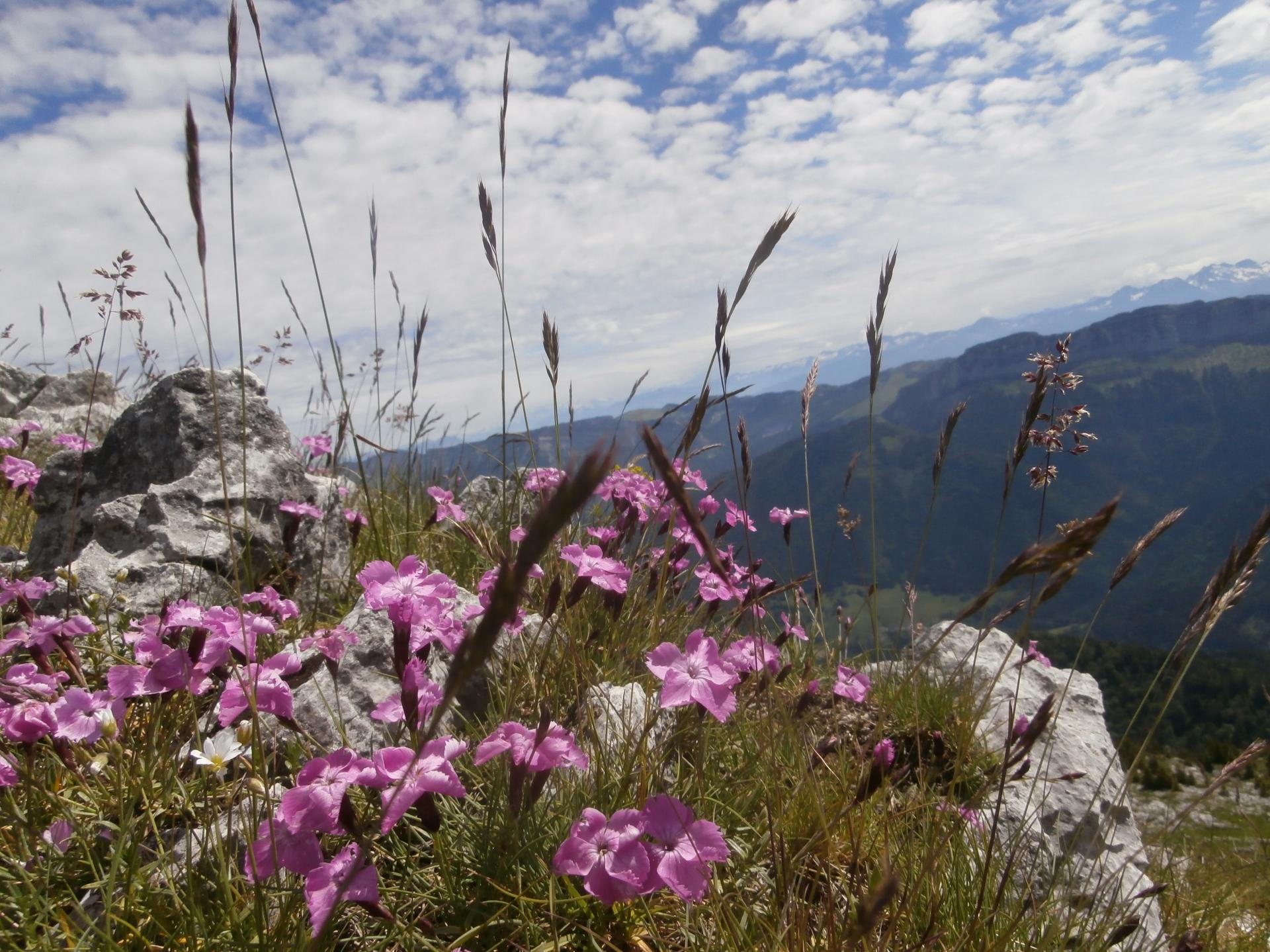 Grand Som (Chartreuse)