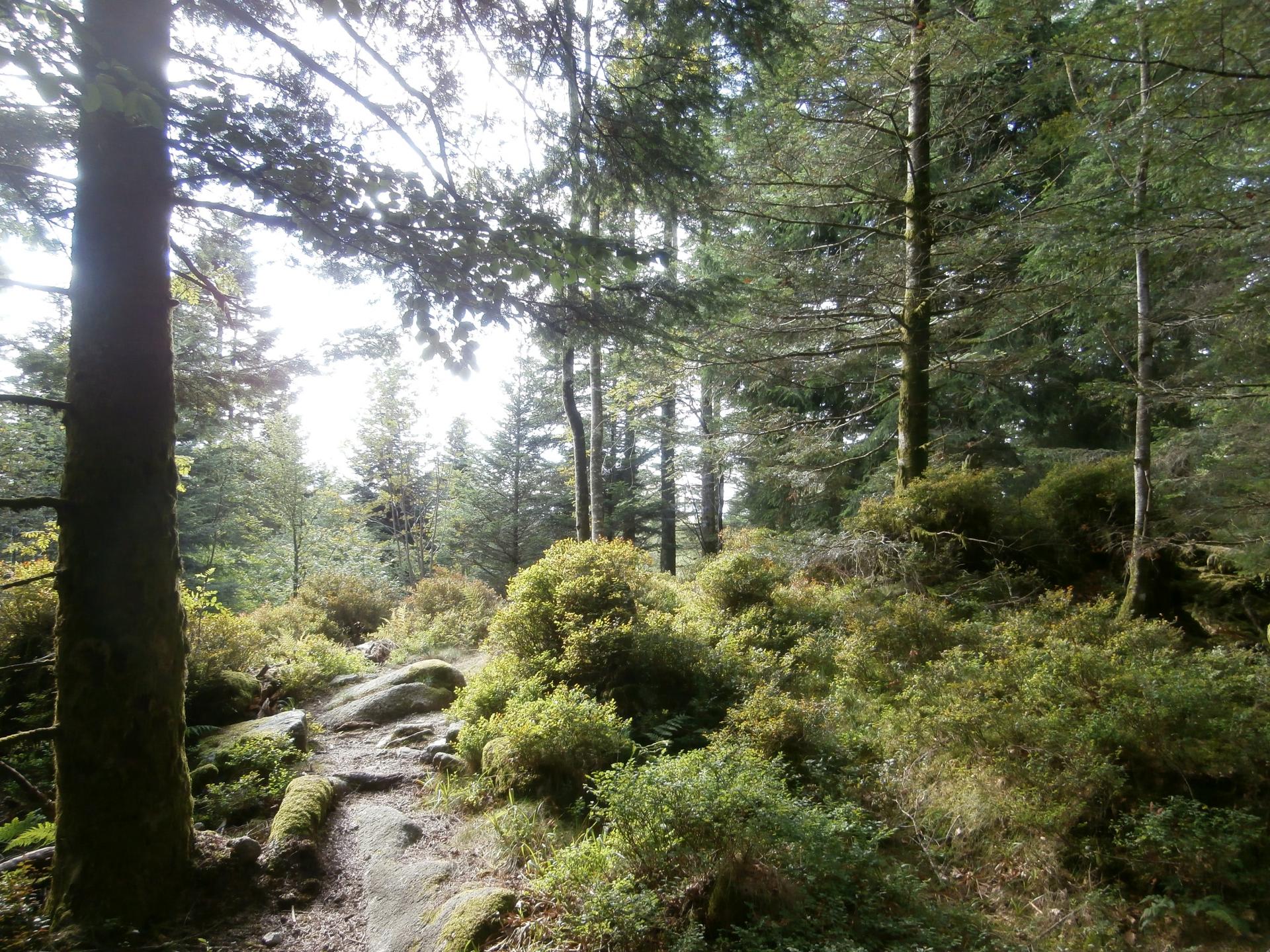 sous-bois (Morbieux)