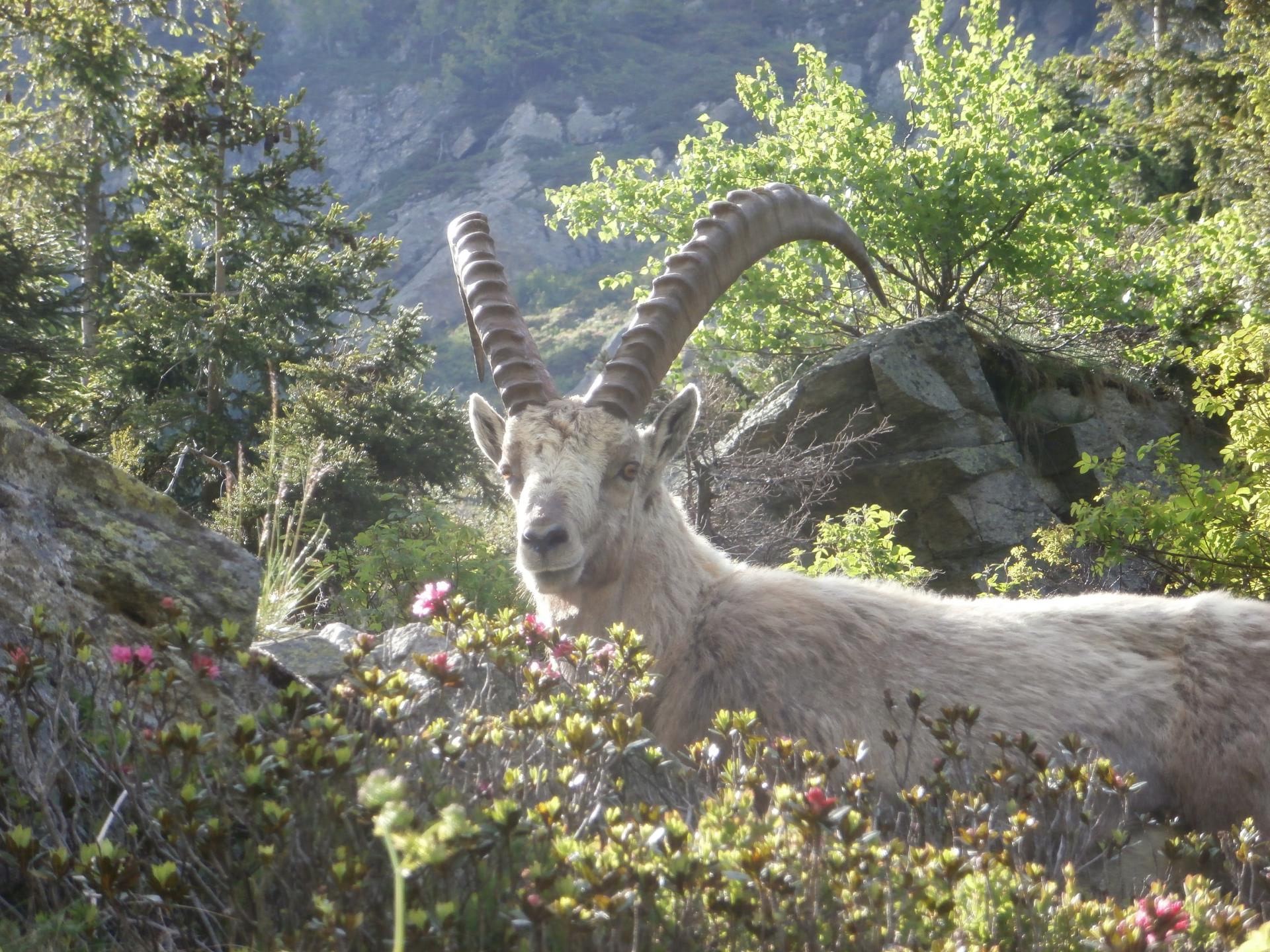 Bouquetin, vallon de Bérard