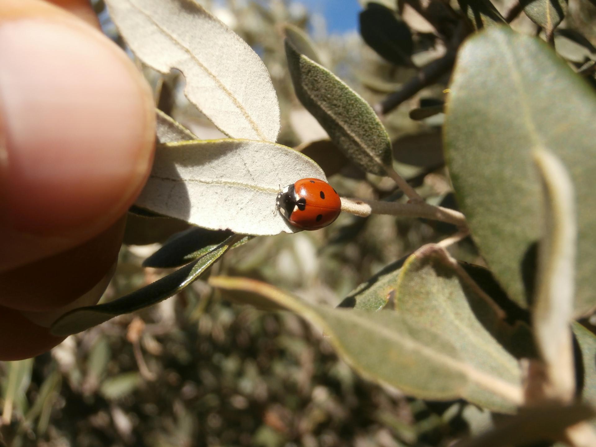 Coccinnelle Luberon