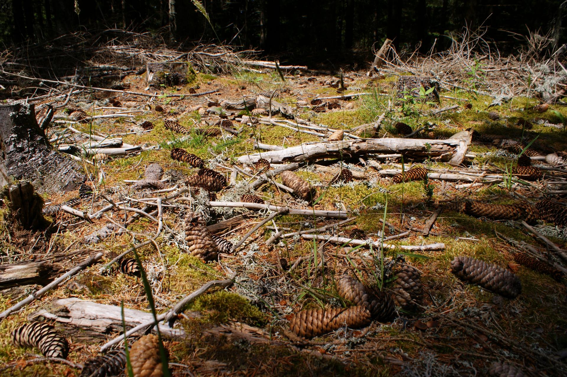 Tapis forestier