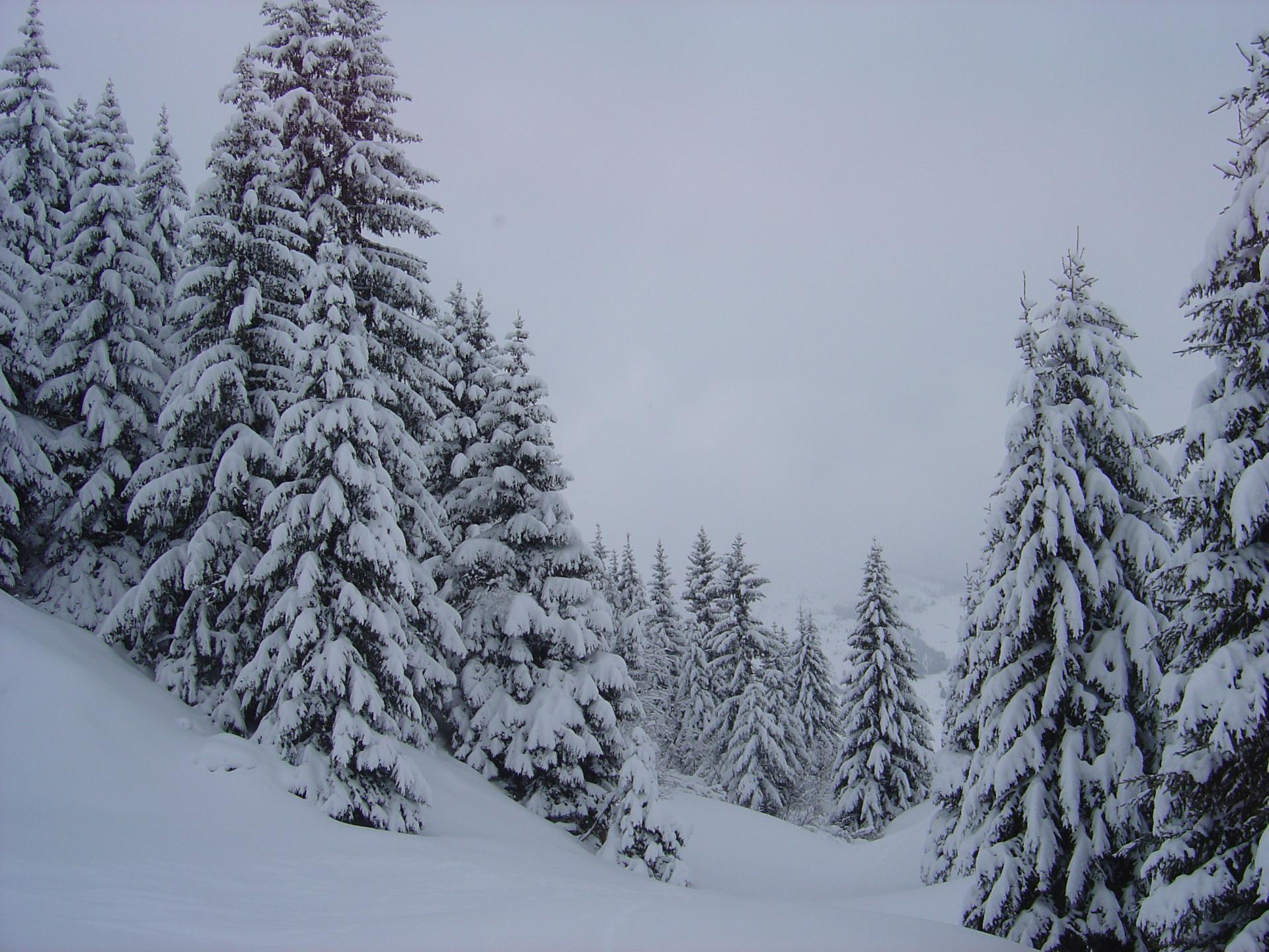 Sapins Enneigés (Vosges)