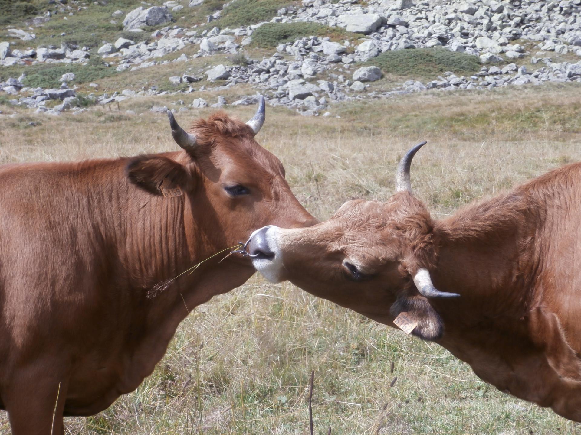 bisou (Vanoise)