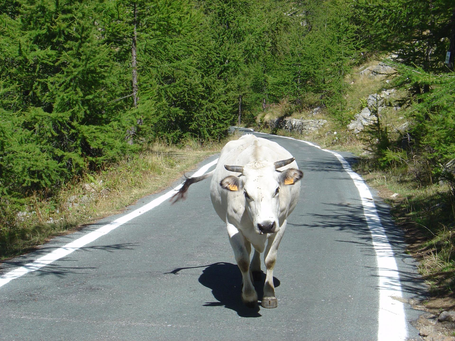 Vache au Col de la Lombarde