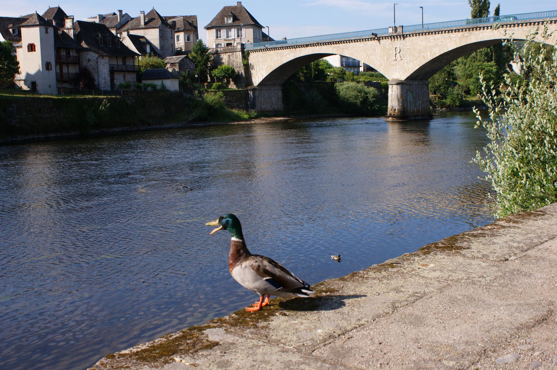 Canard (Quais d'Argentat, Corrèze)