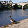 Canard (Quais d'Argentat, Corrèze)