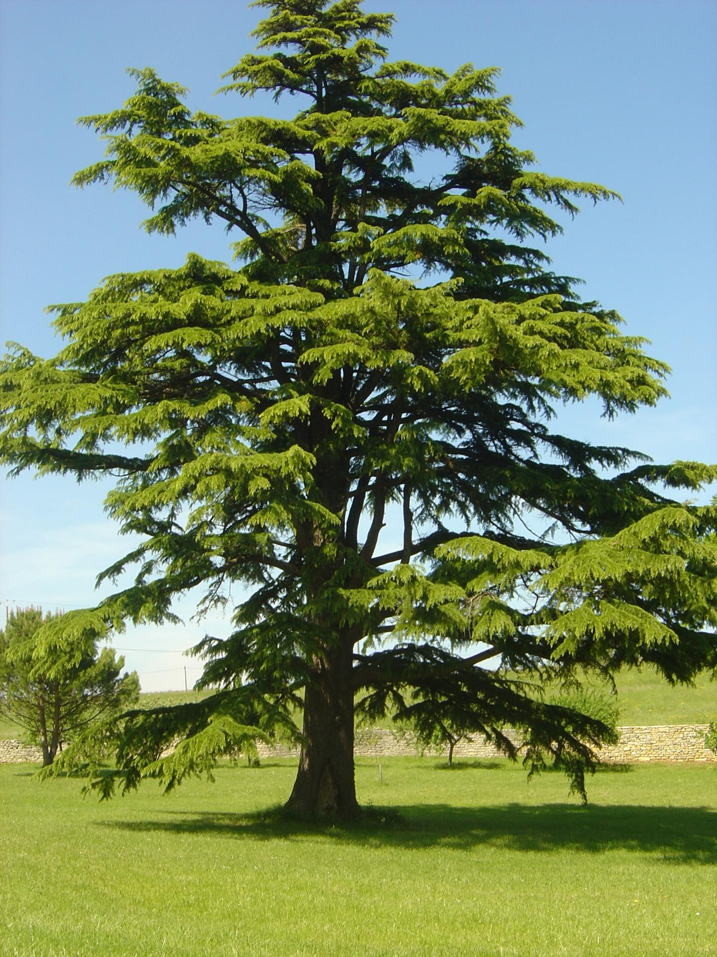 Bel Arbre