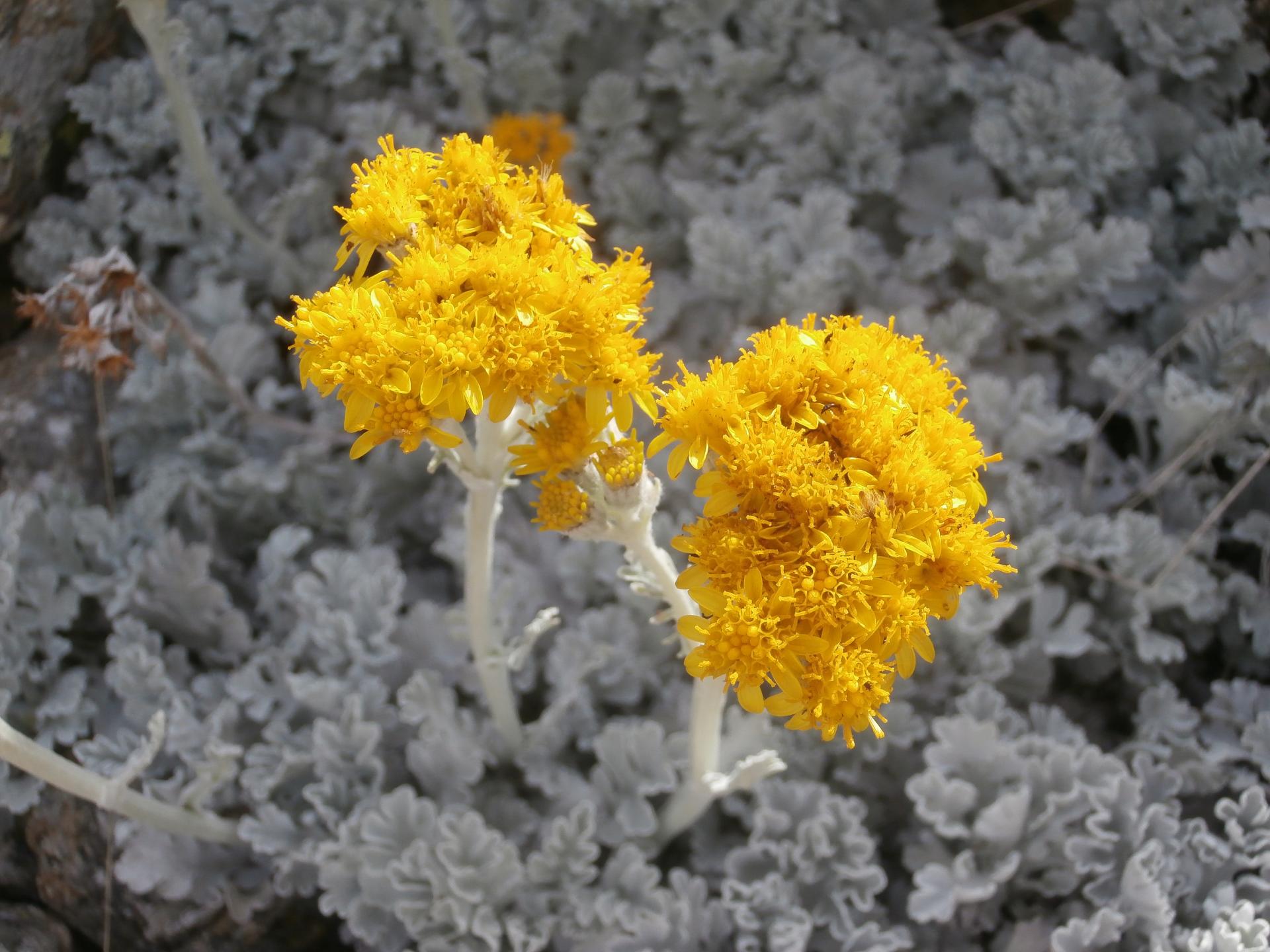 corail des roches