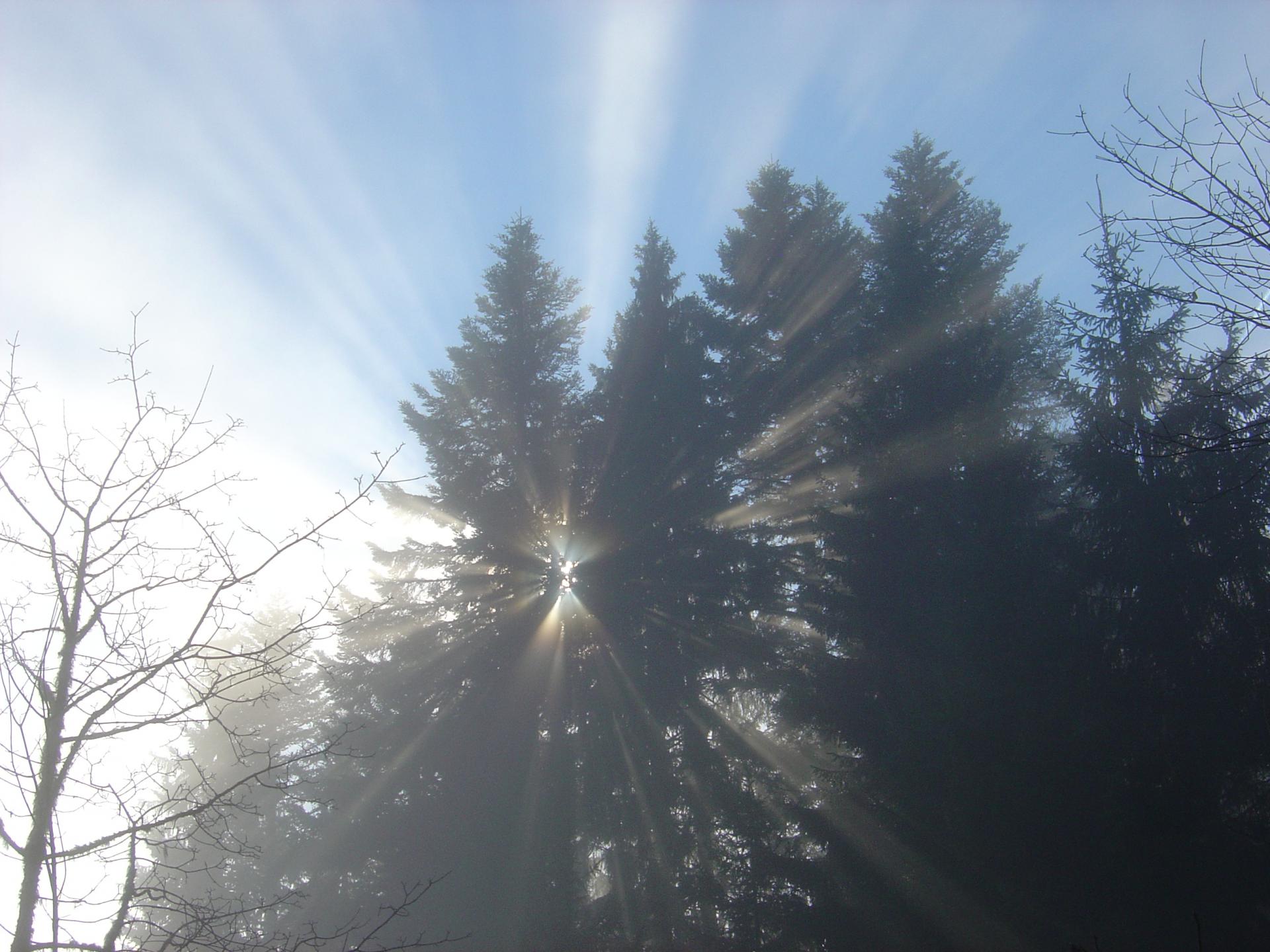 Rayons