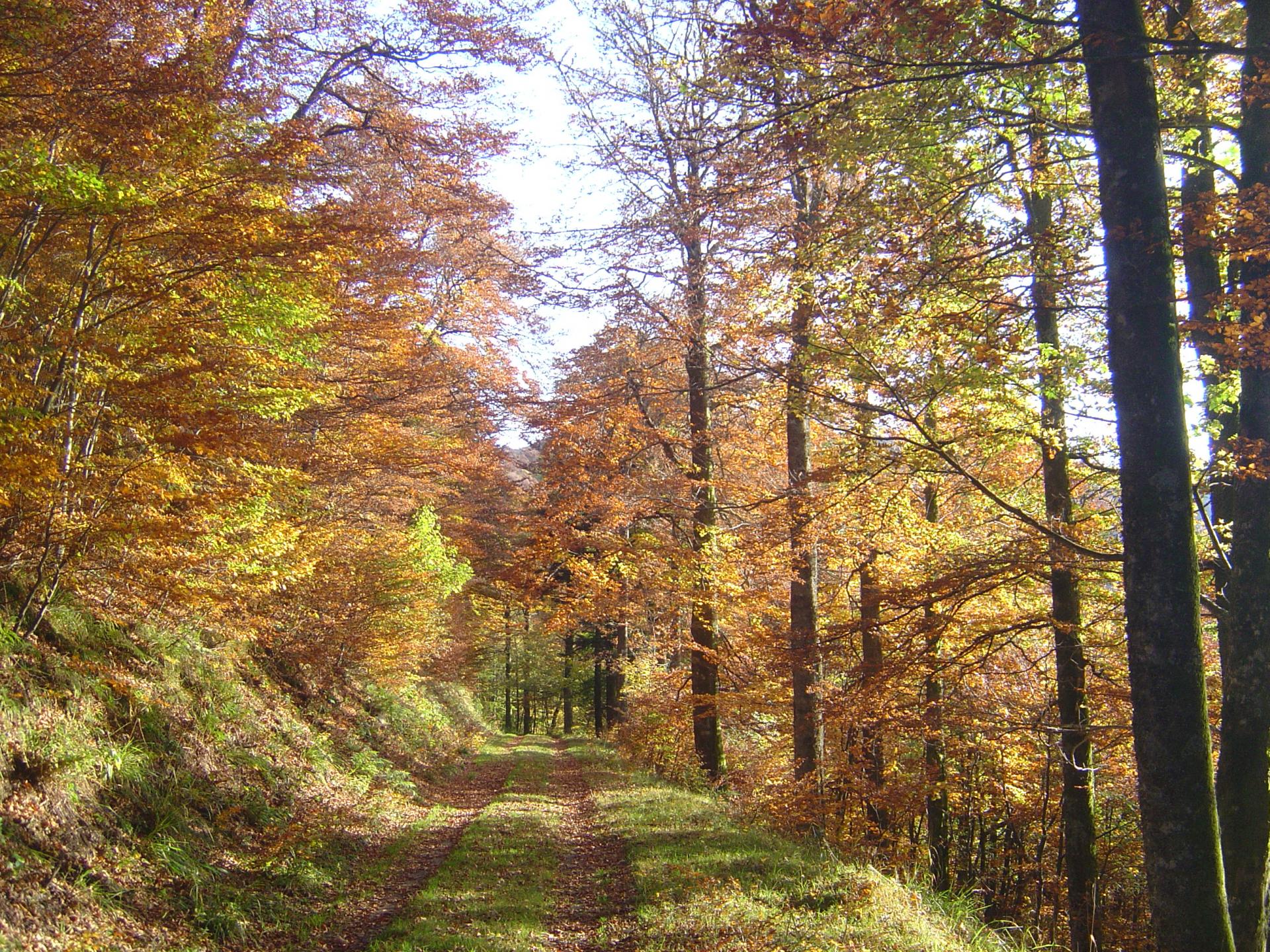  Couleurs d'automne (Vosges)