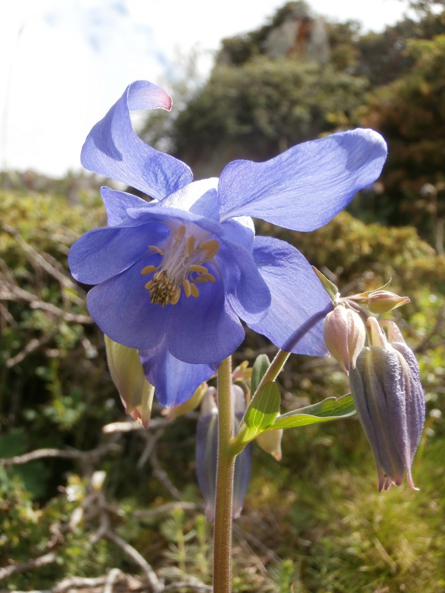 la grande bleue