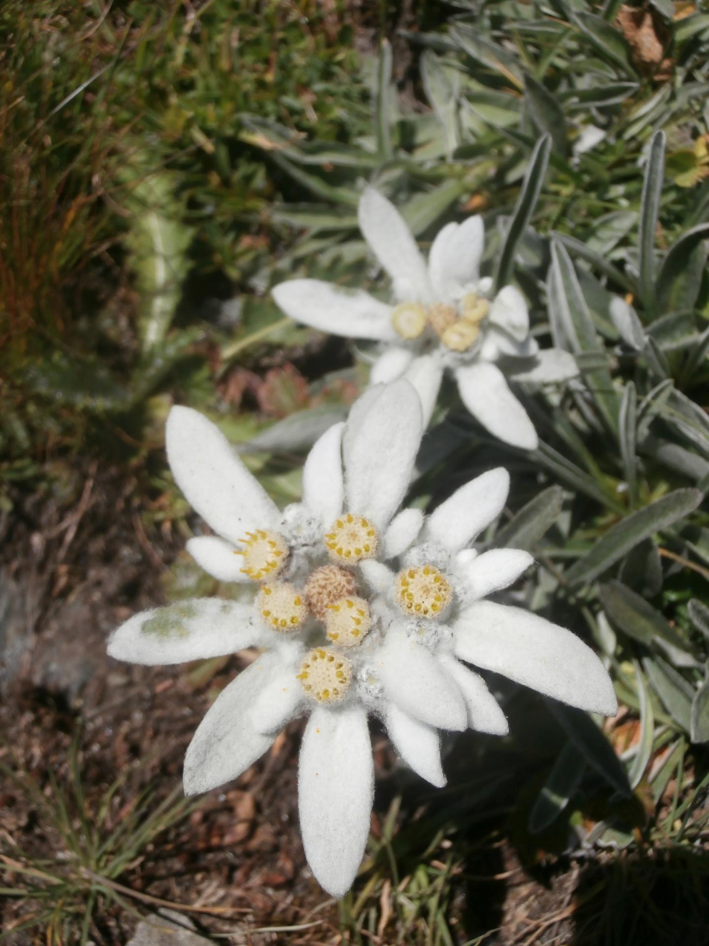 Edelweiss (Bric Bouchet, Queyras)