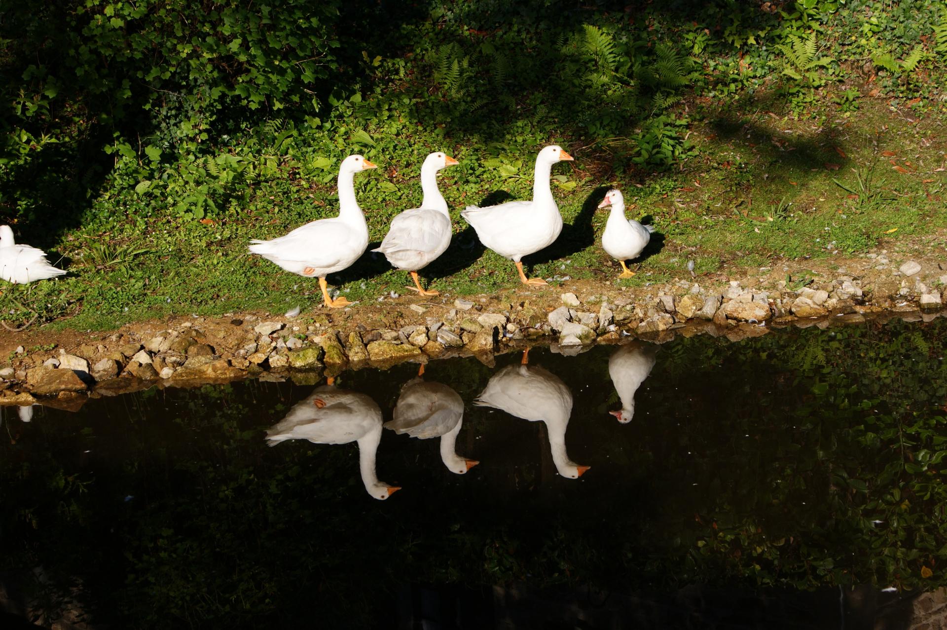 A la Queue leu leu,  Eymoutiers (Hte Vienne)