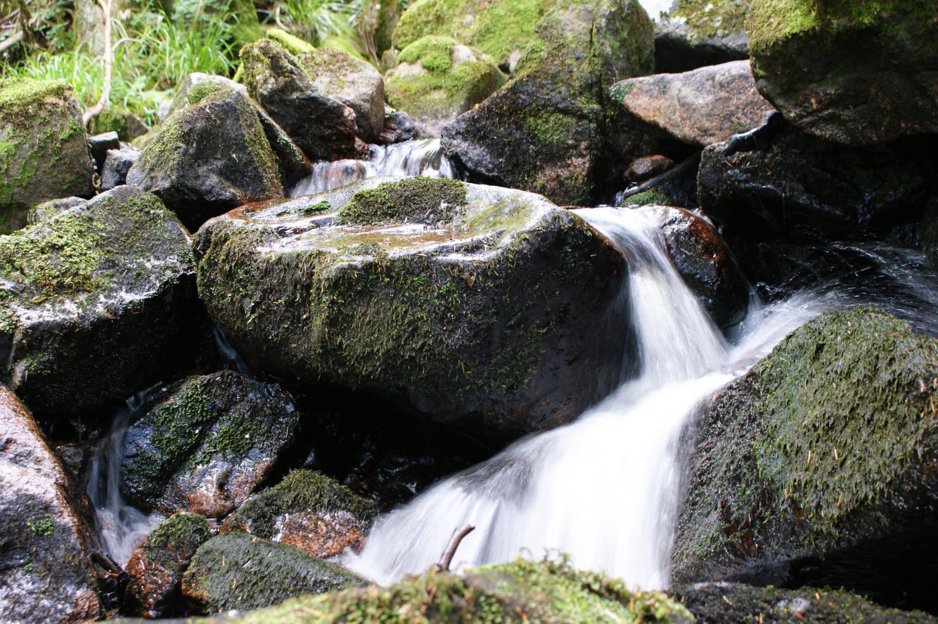 torrent Vosgien (Ballon d'Alsace)