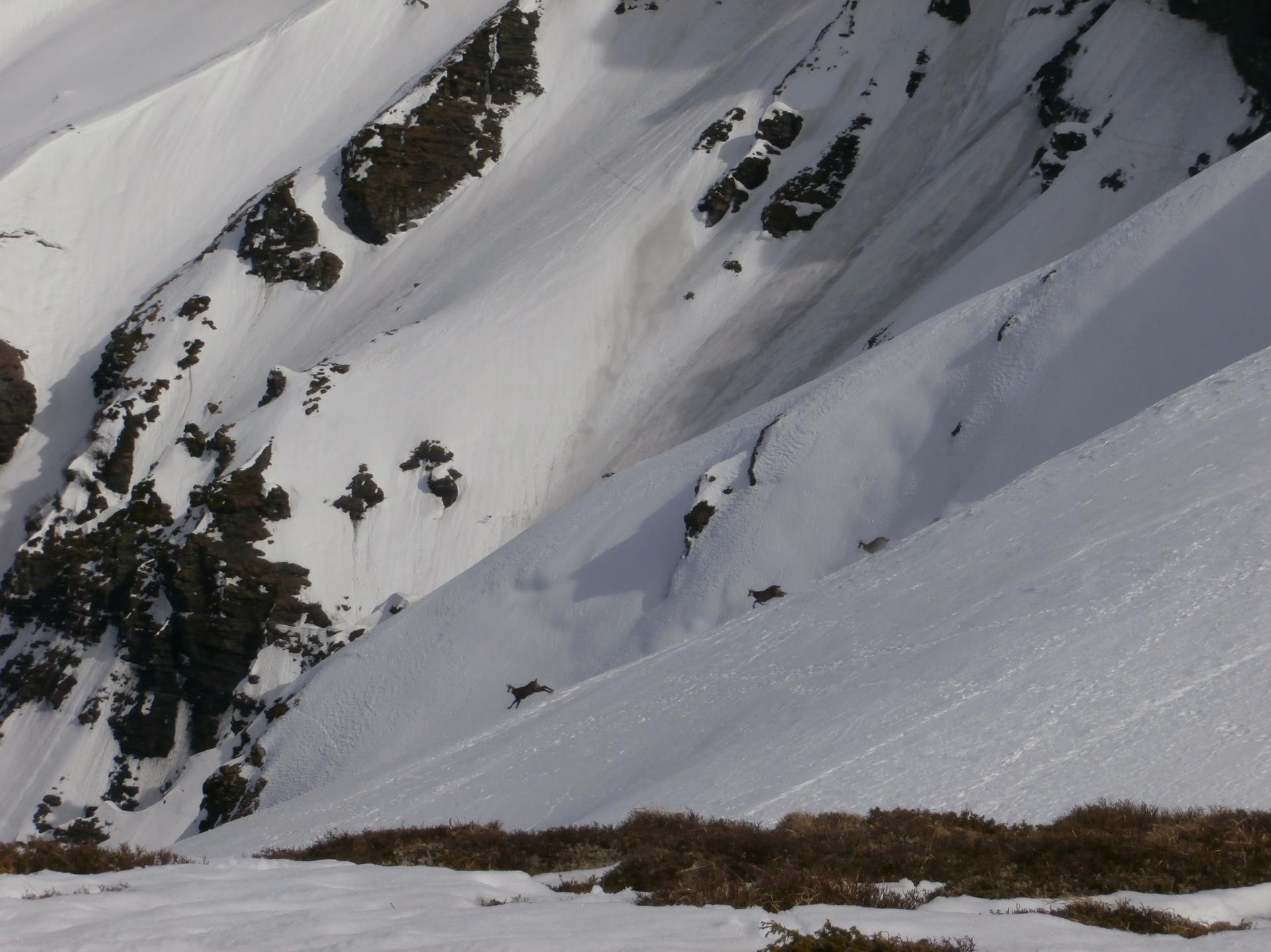 Chamois (combe des Fonds)