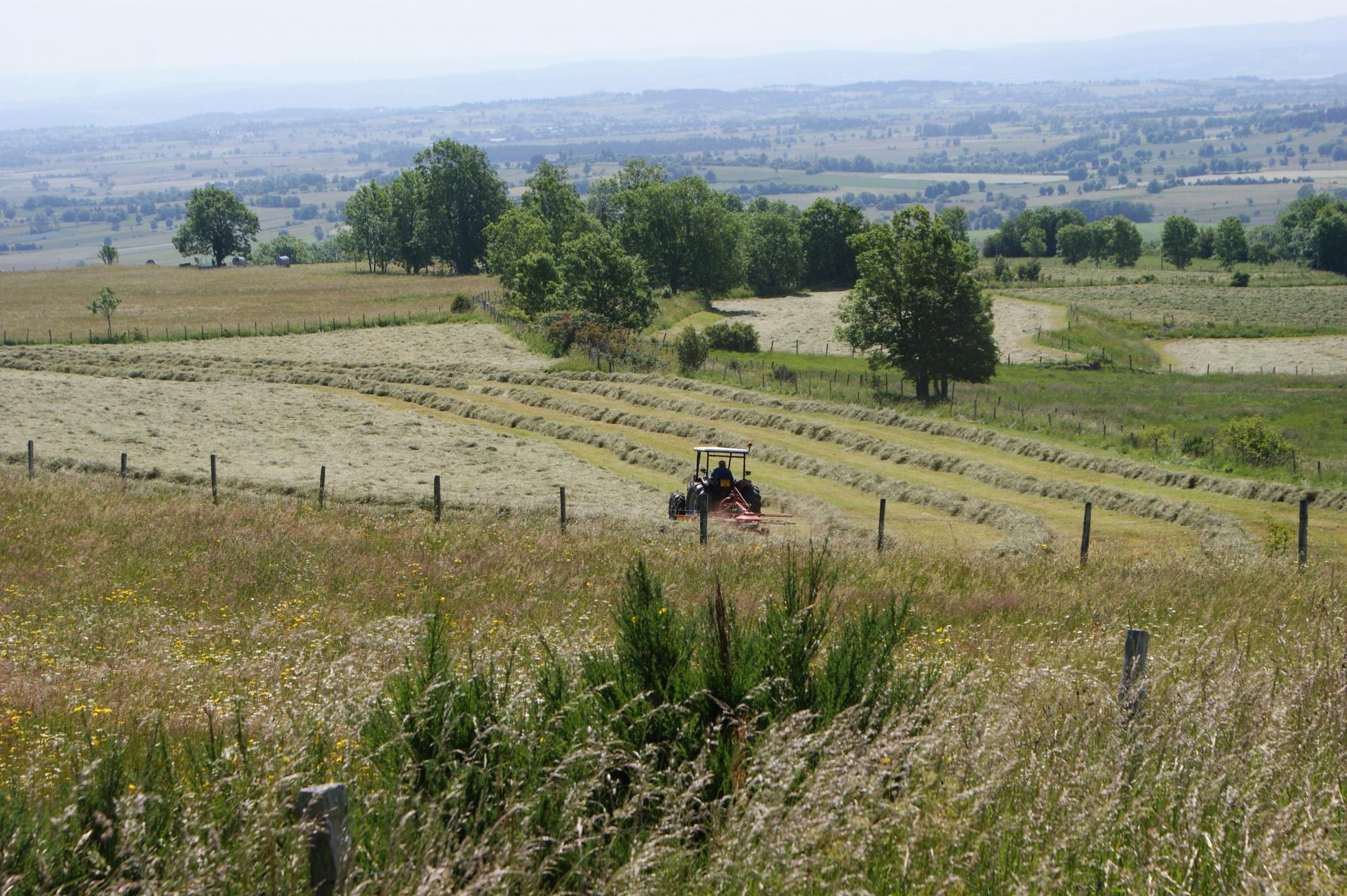 le temps des foins (Paulhac, Cantal)