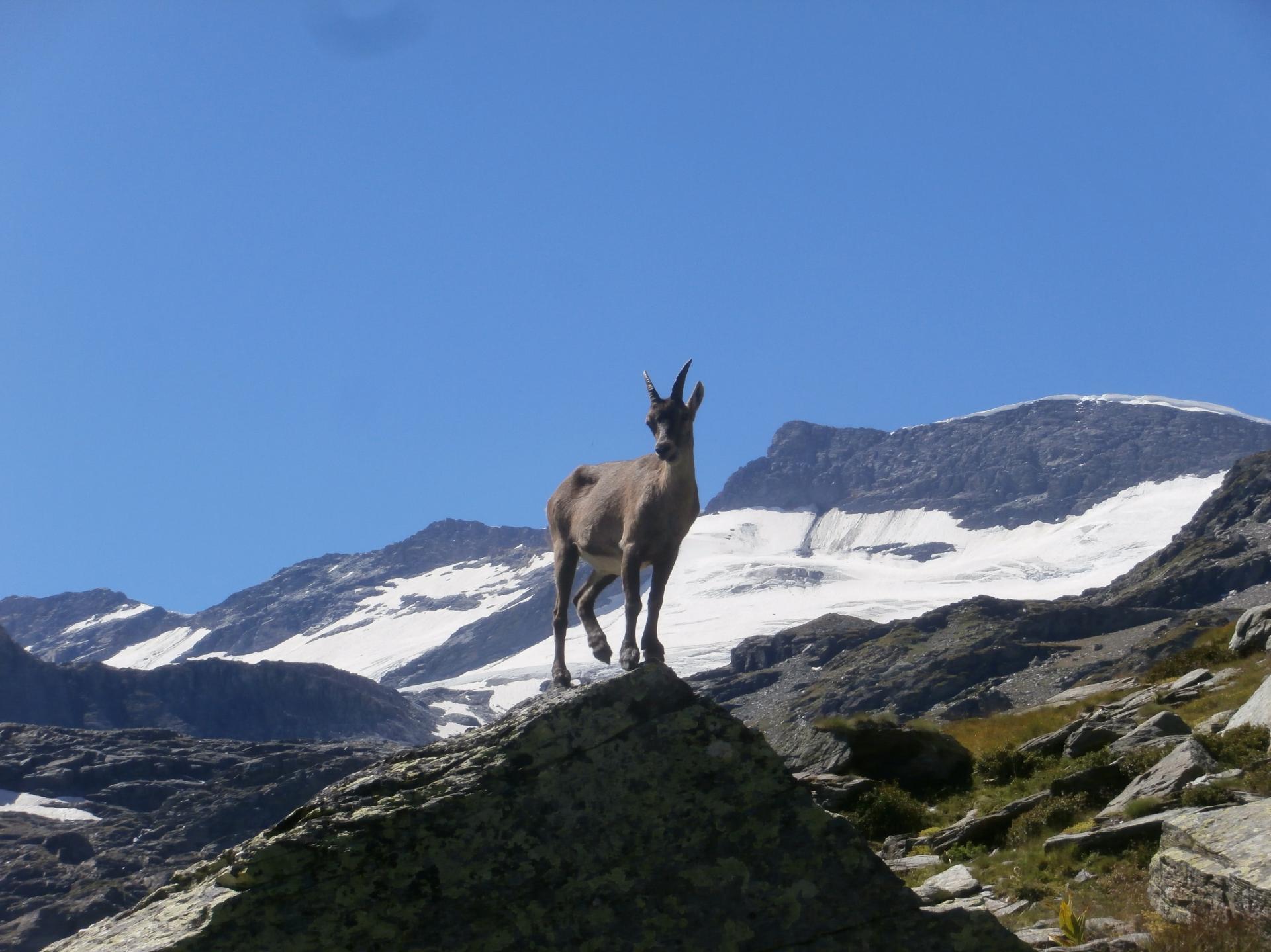 Bouquetin (Tour des glaciers de la Vanoise)