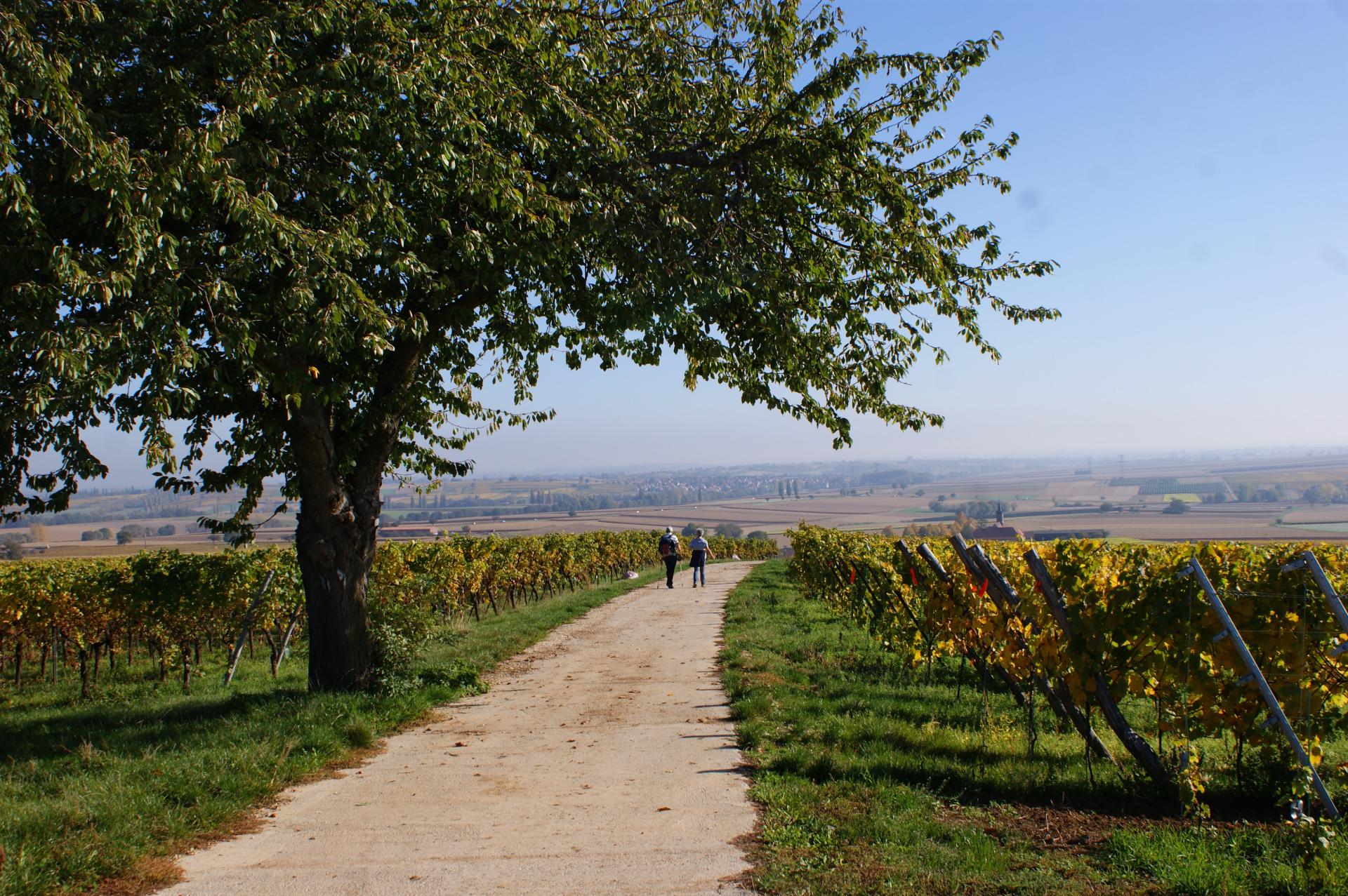 Vignes d'Alsace