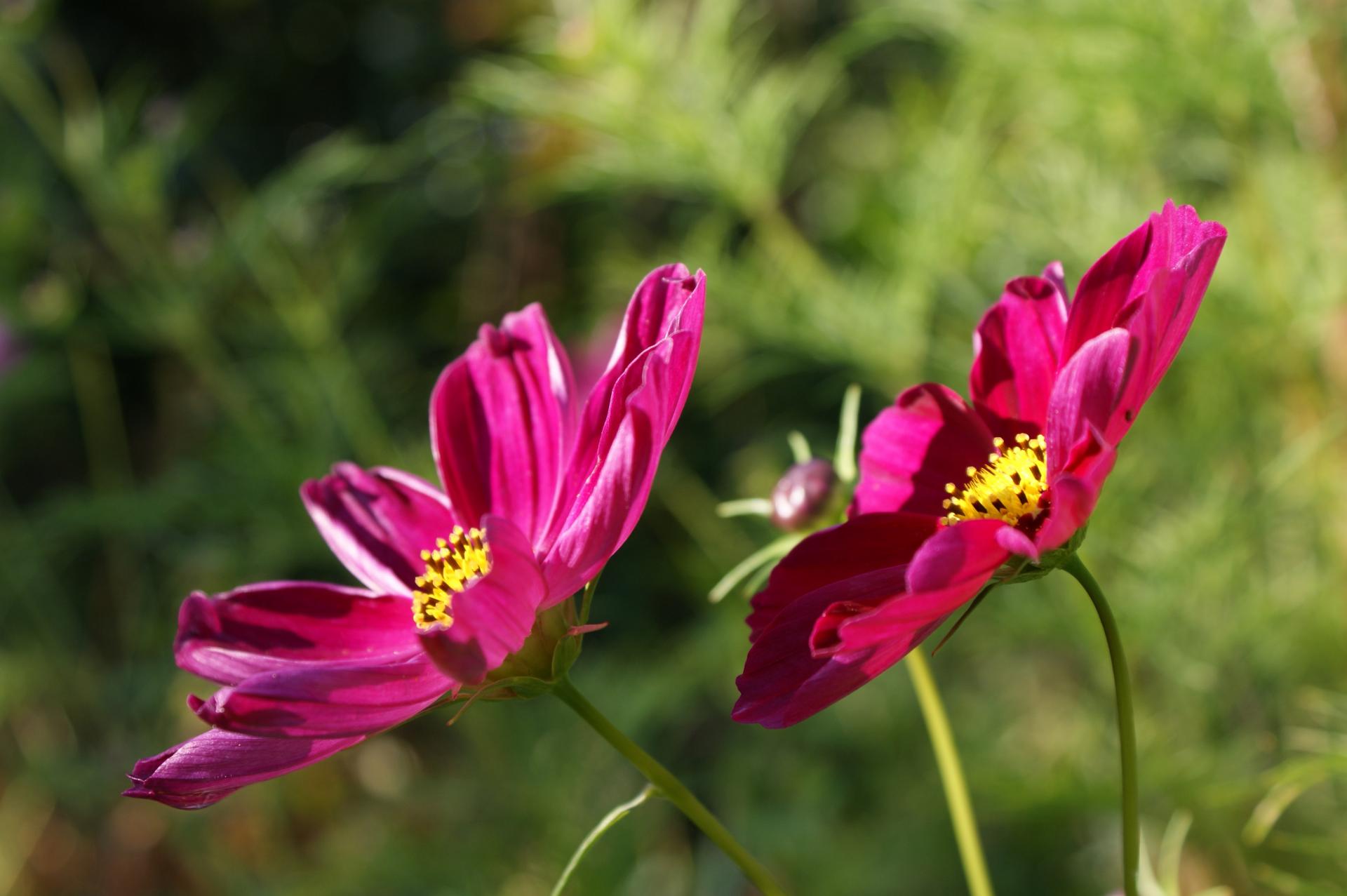 Couple de Fleurs