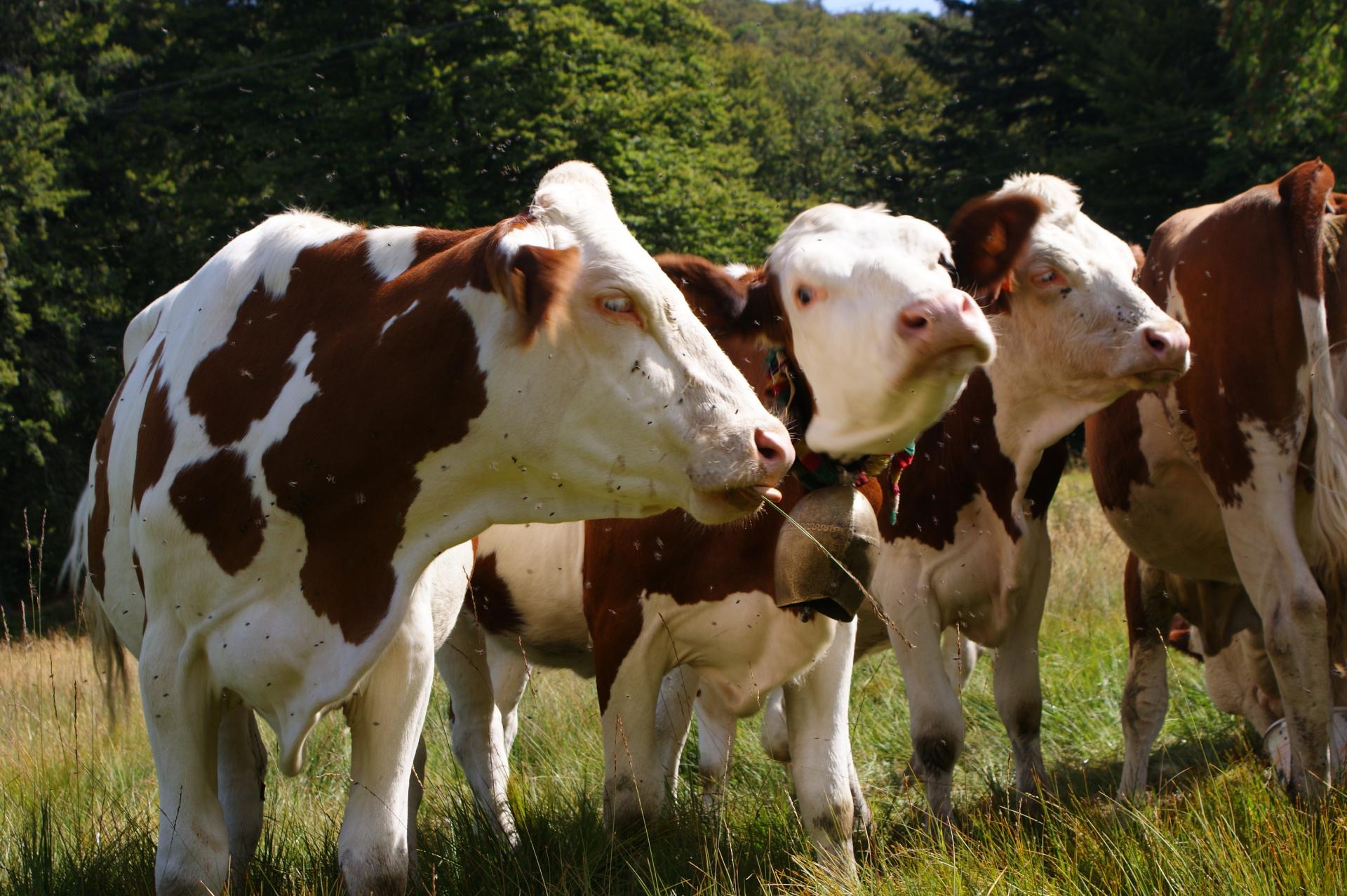 les vaches du Hohneck