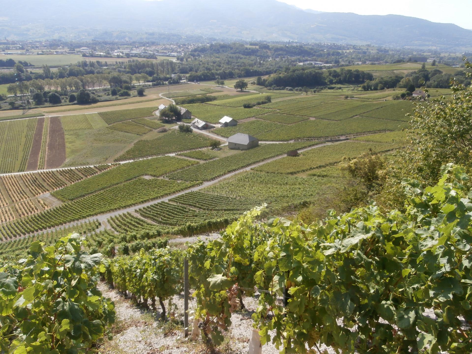 côteaux de Montmélian  (Savoie)