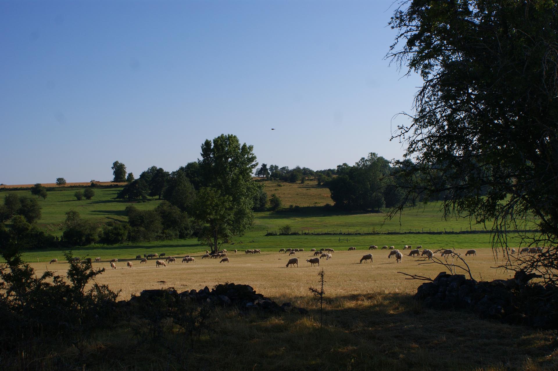 campagne (Neuvéglise)