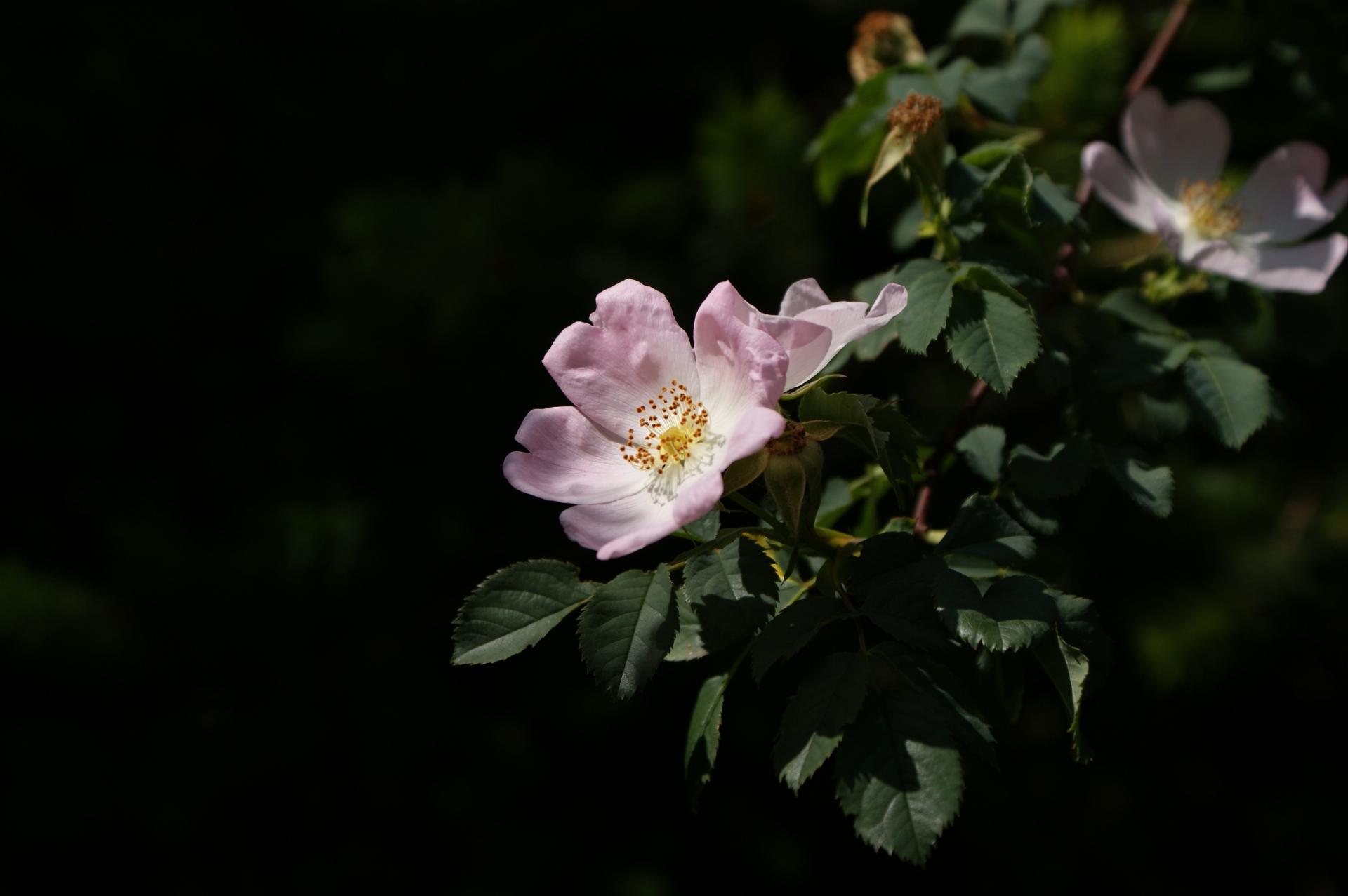 Belle de Jour