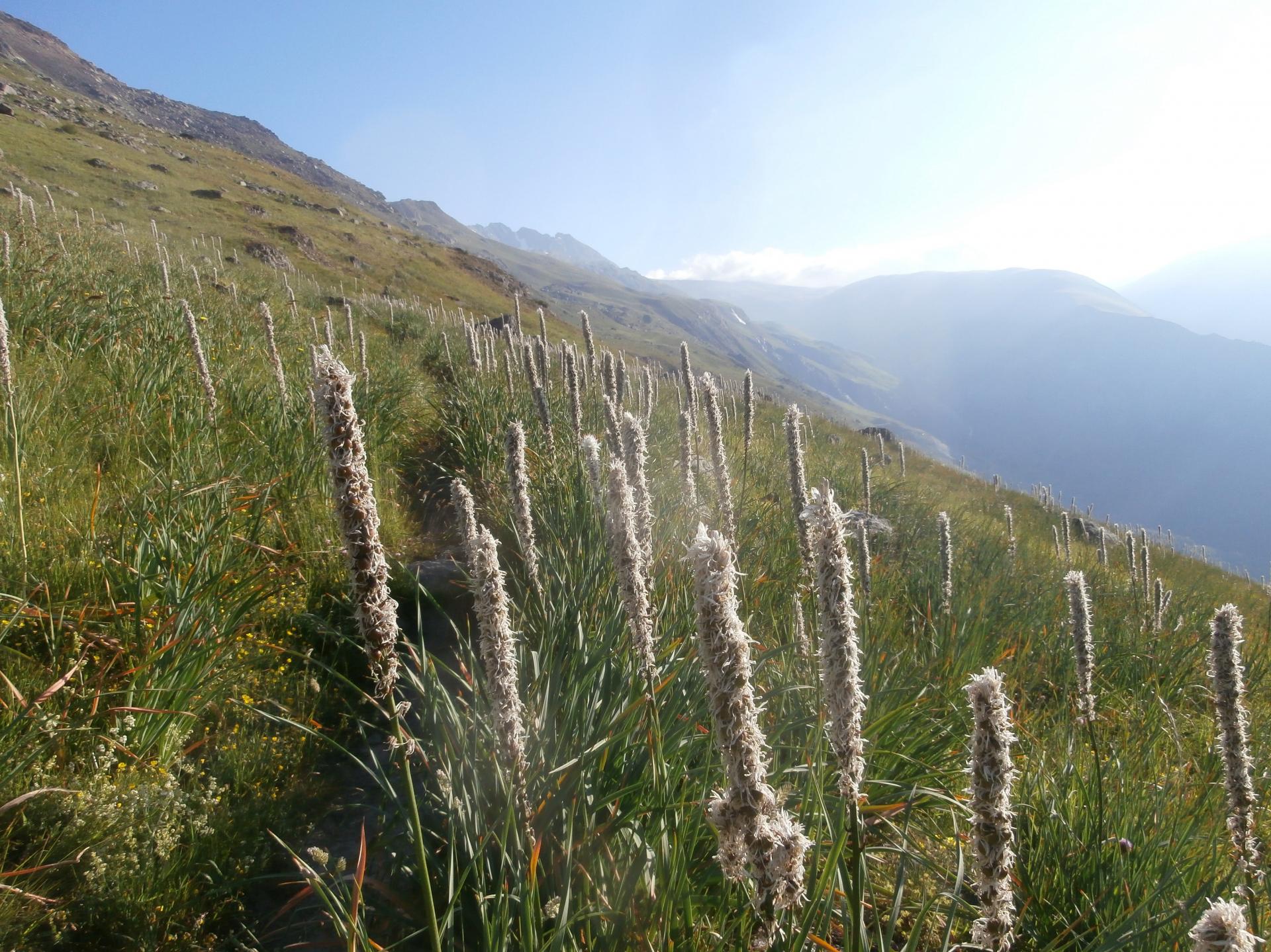 crête des Sauvages (Oisans)