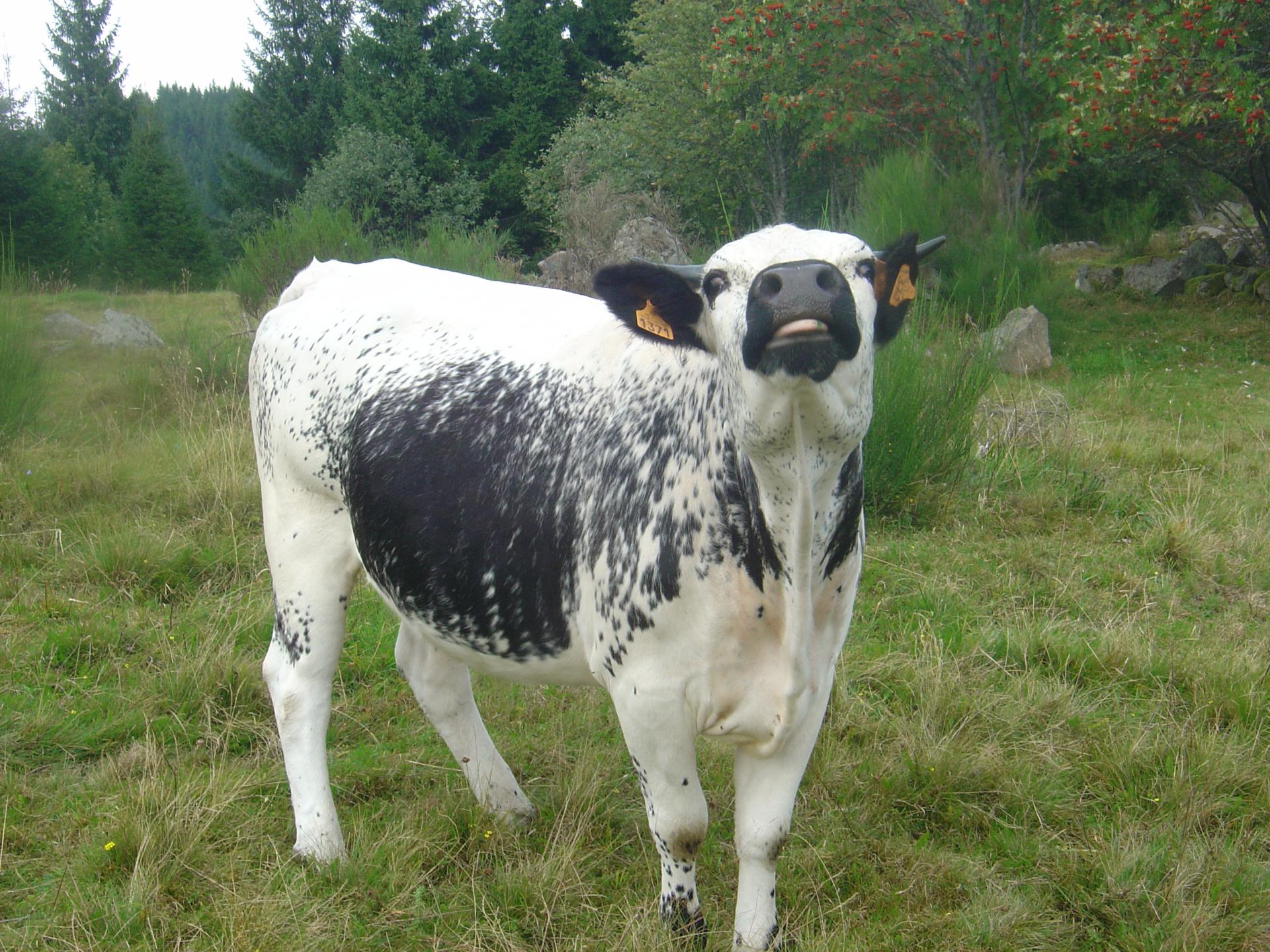 Vache folle