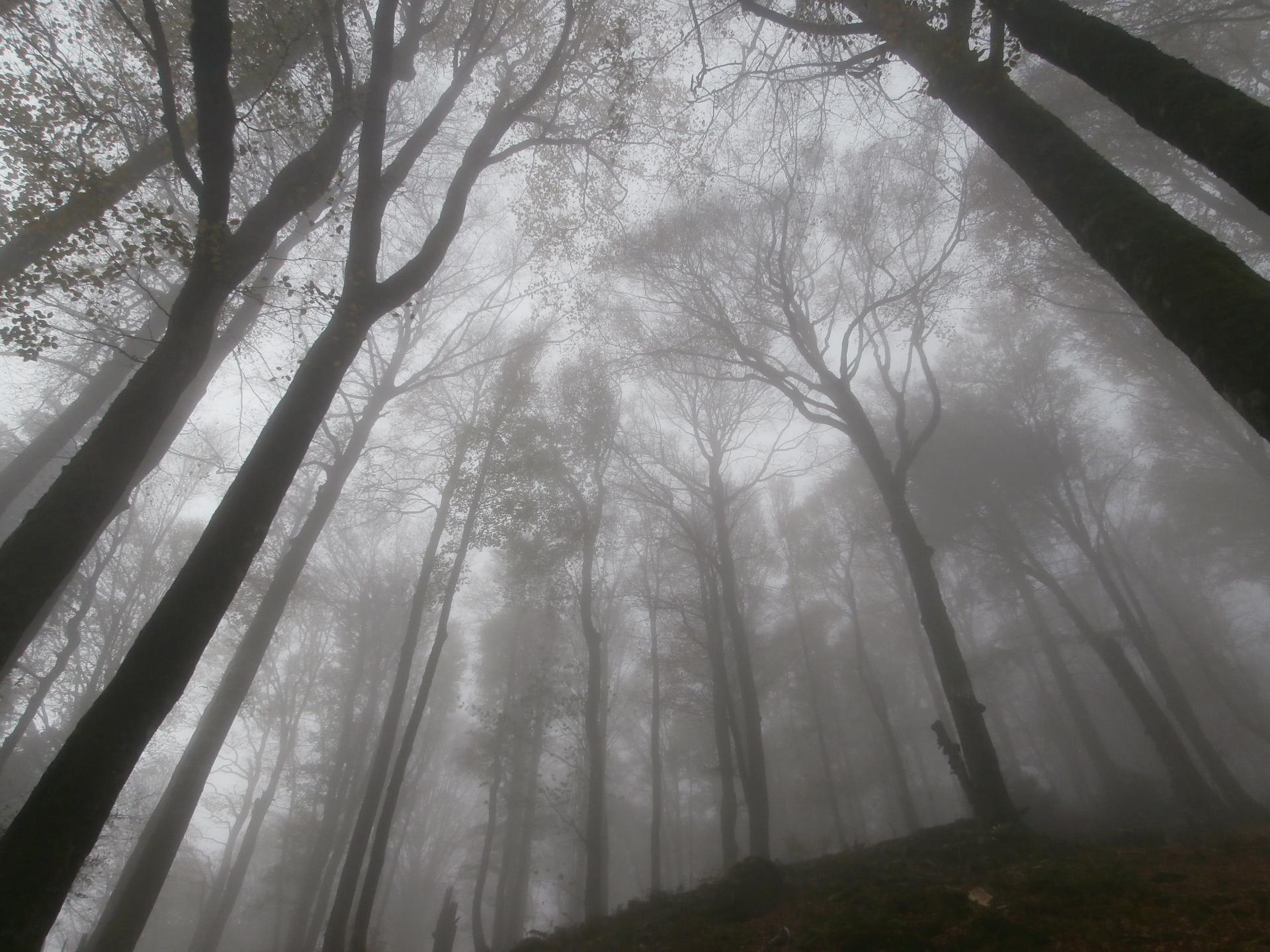 Arbres dans la brume