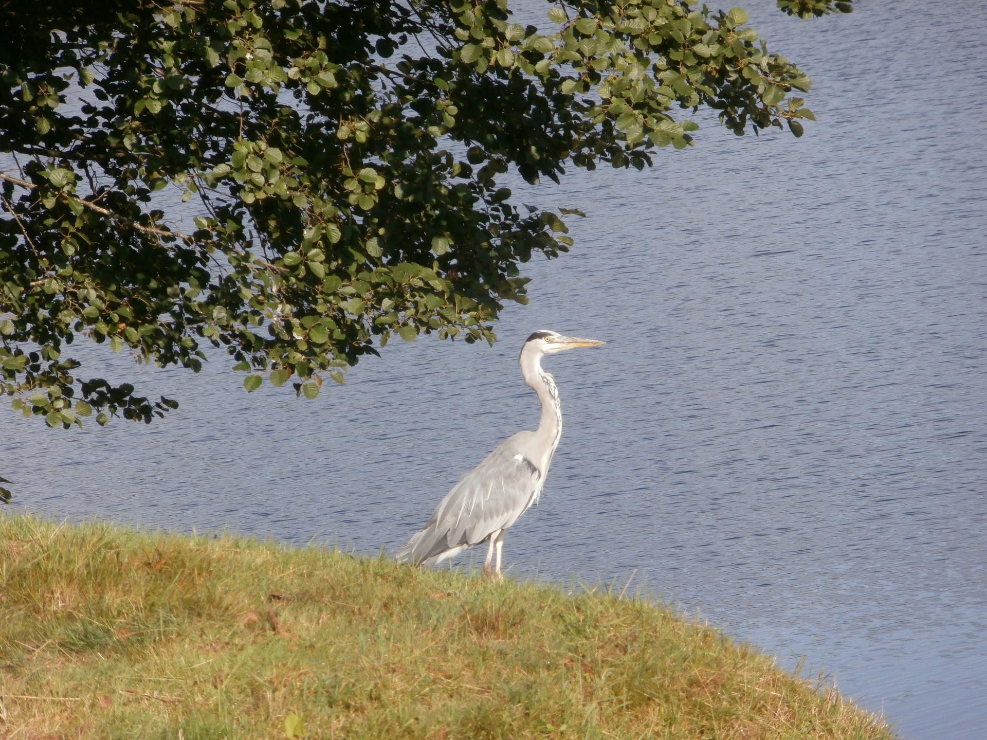 Héron (lac de Saulxures, Vosges)