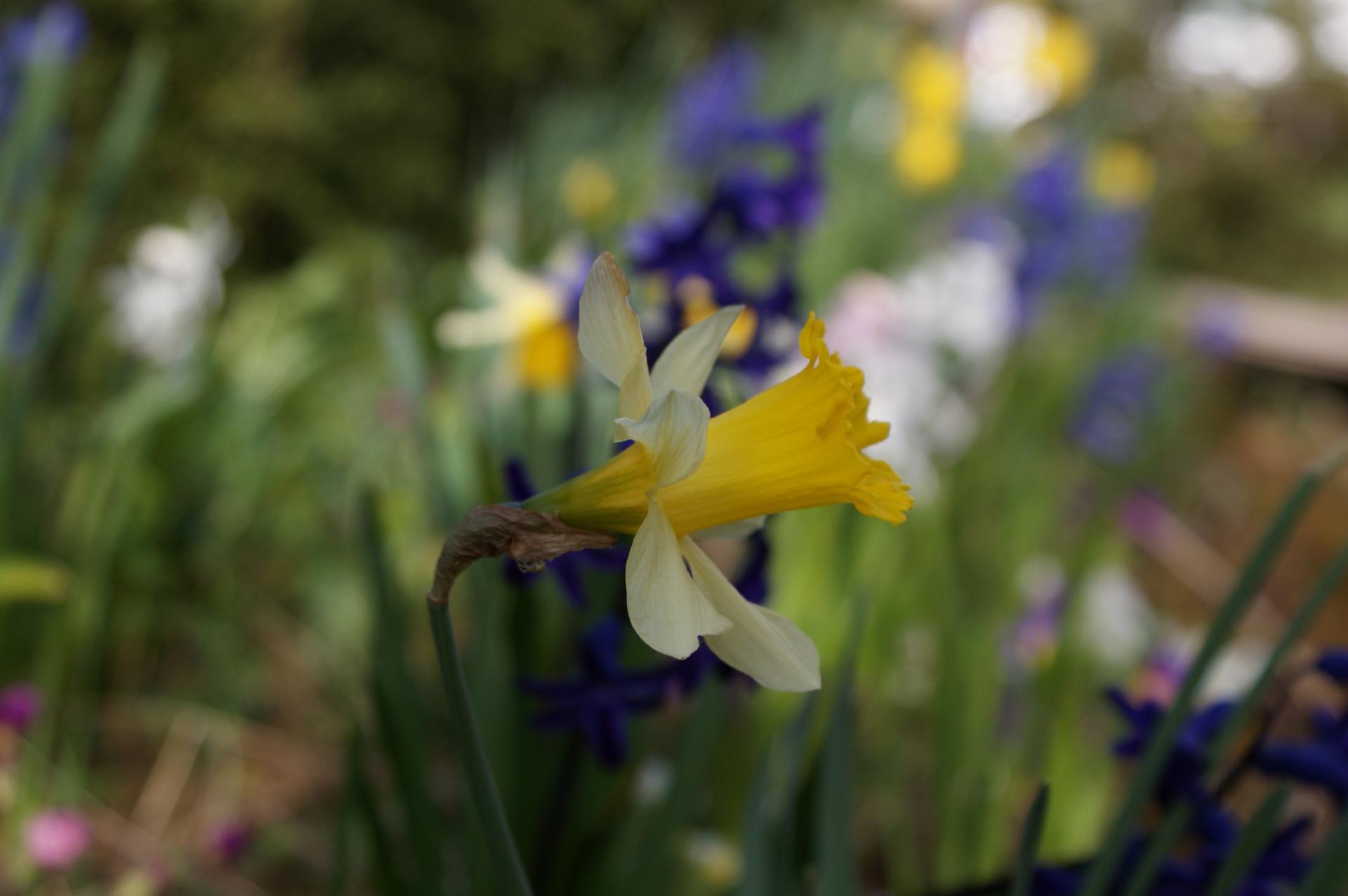 Jonquilles