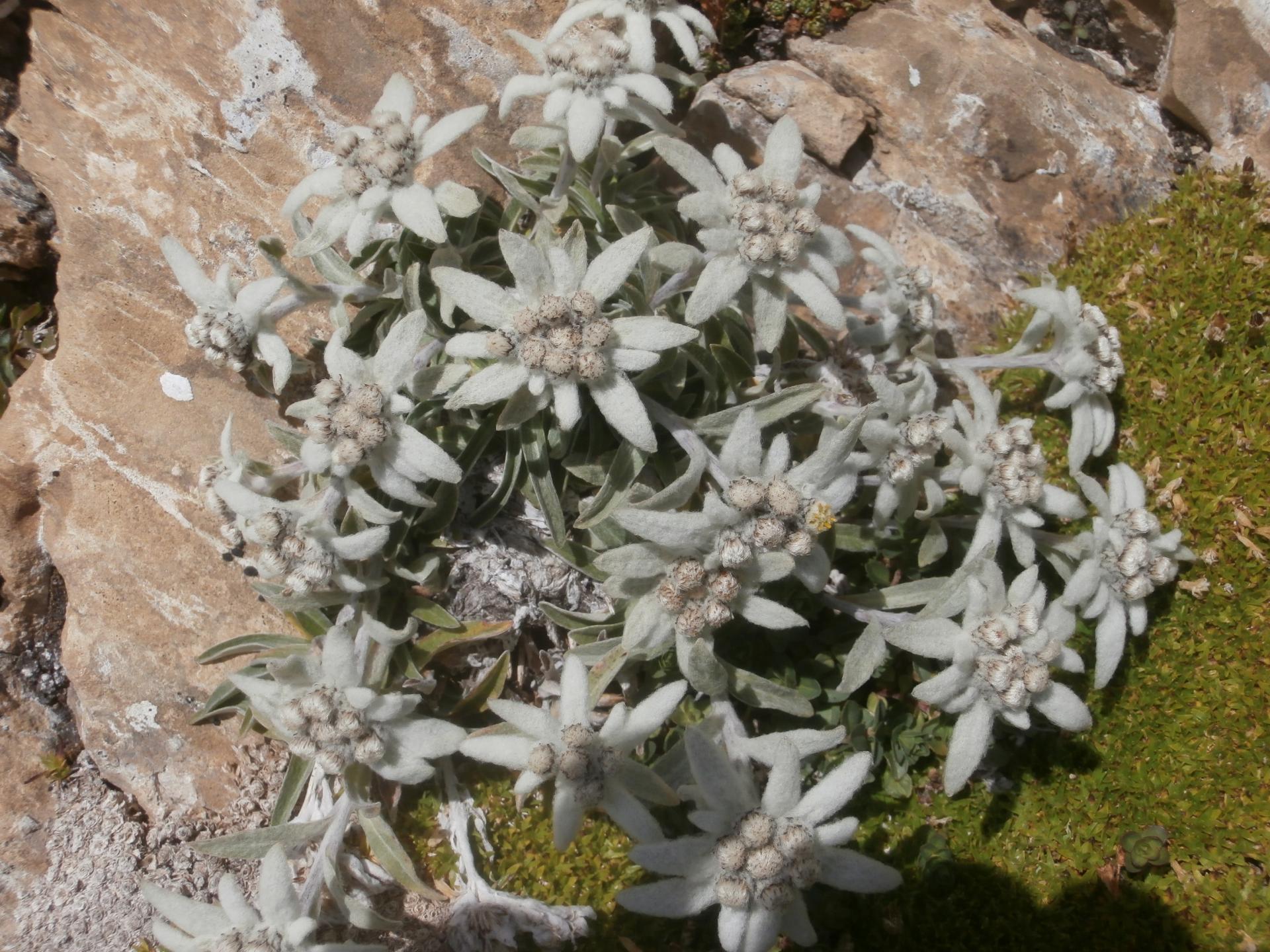 bouquet d' Edelweiss (Gavarnie)