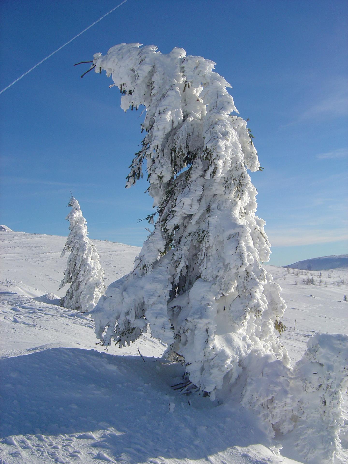 la Révérence du sapin (crêtes Vosgiennes)