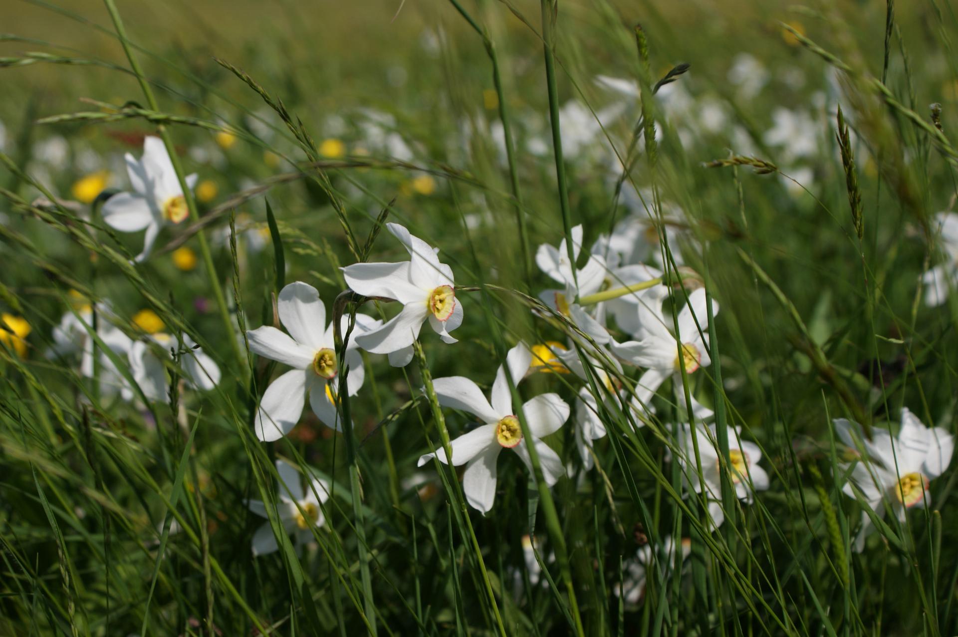 pré de Narcisses (Hte Loire)